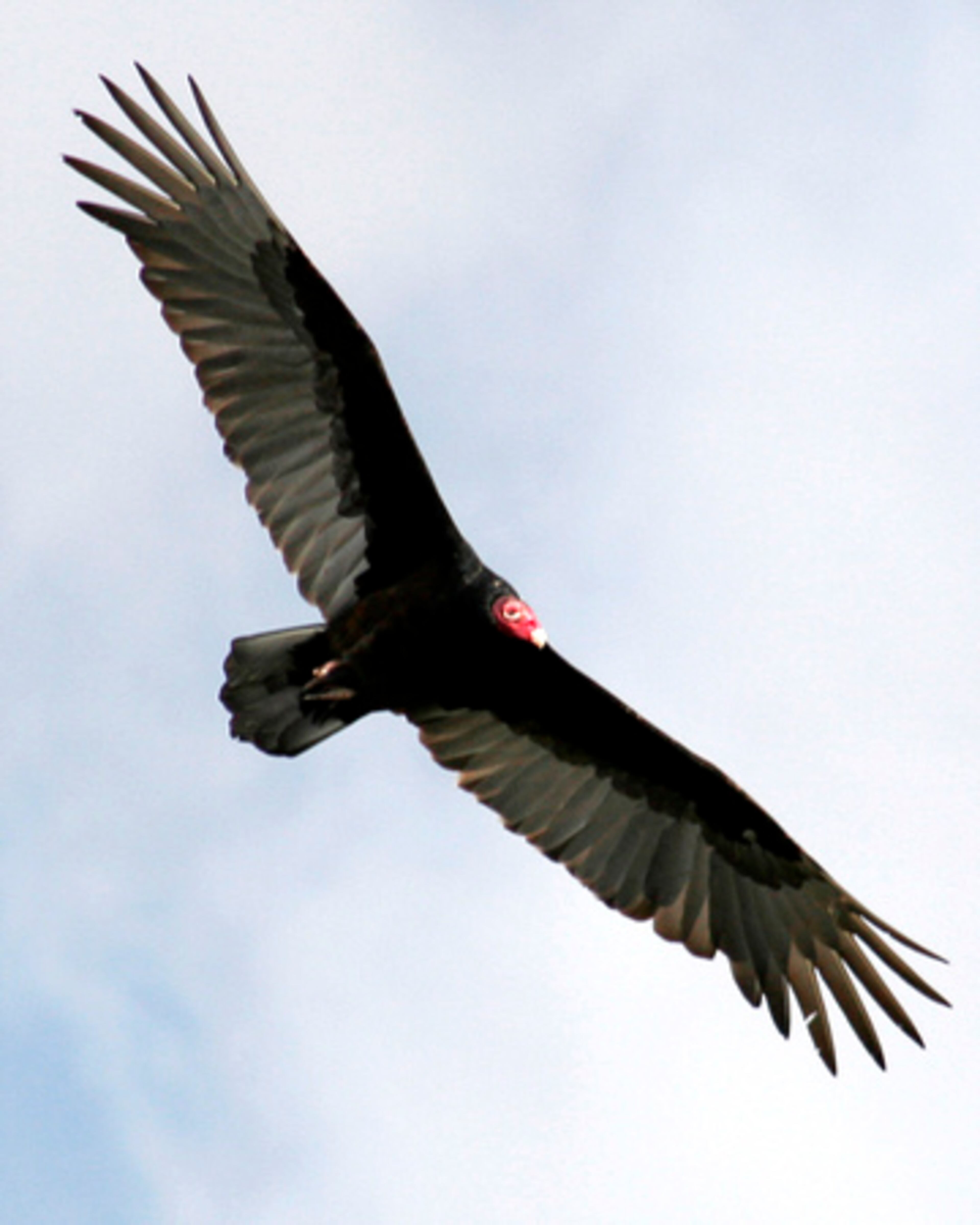 A turkey vulture in flight. The birds have a face that's hard to love, but our roads and fields would be much smellier places without their help.