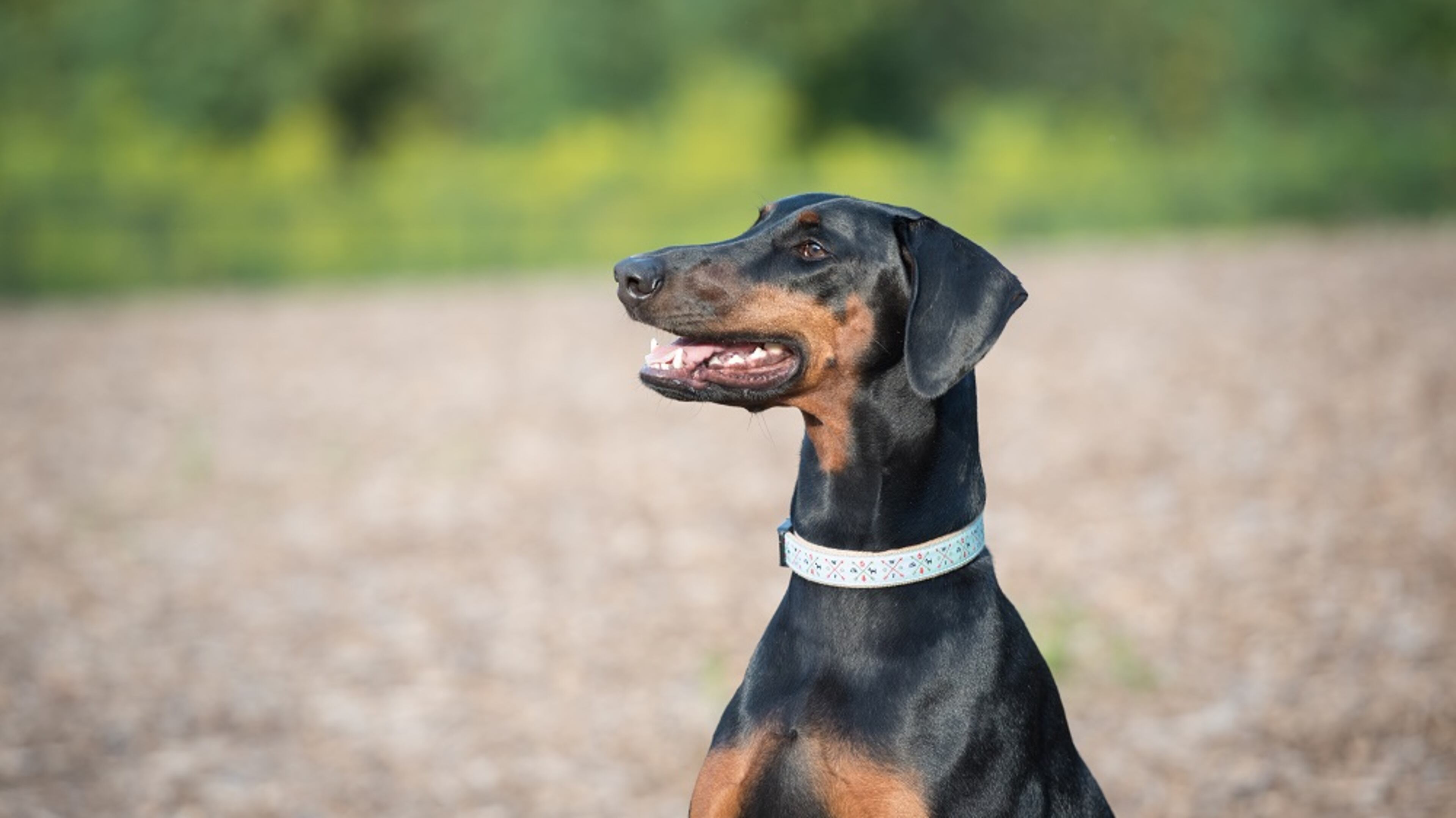 Ponce, the pooch, was last year’s winner. Who will take her crown this year?