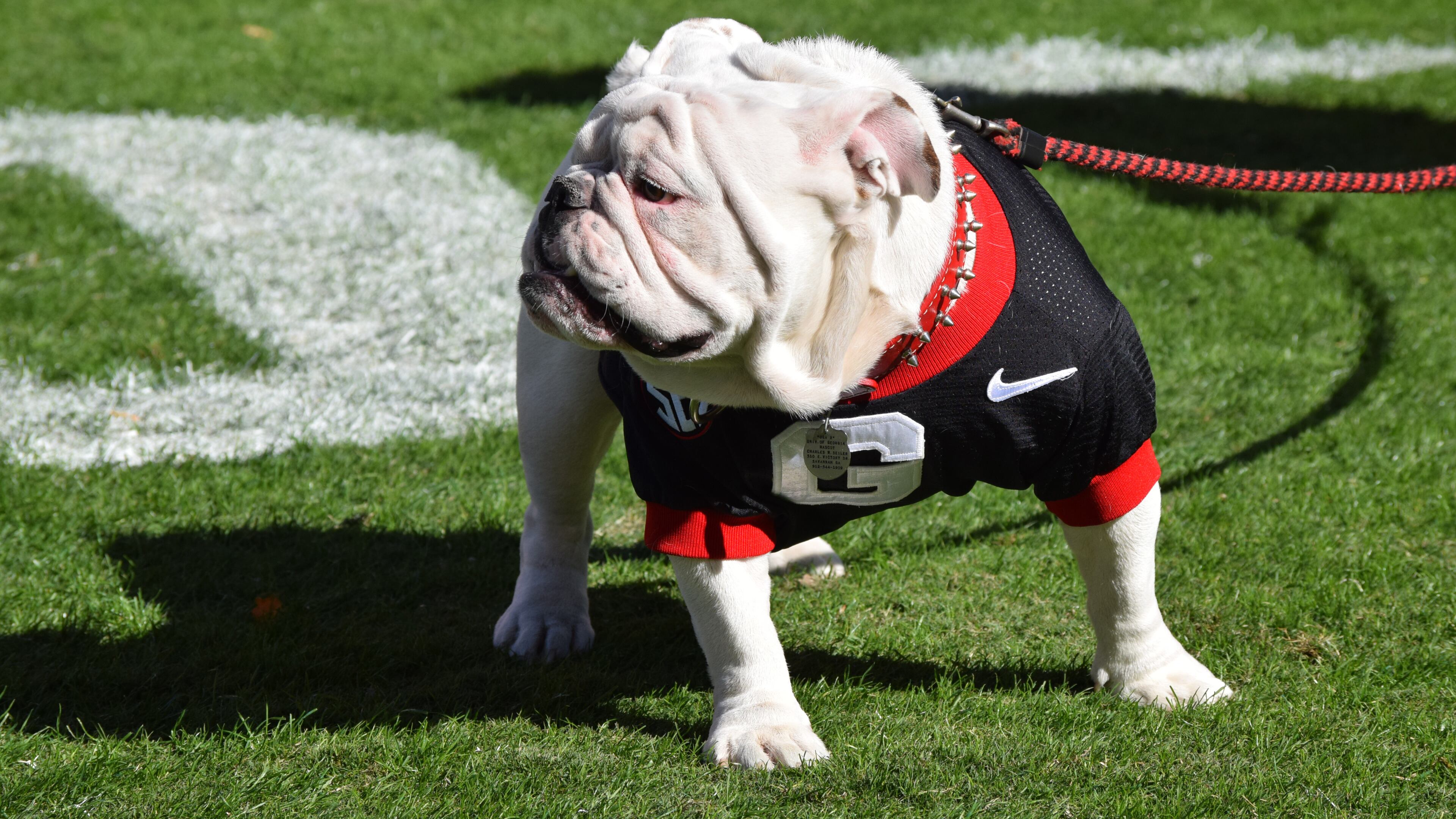 Uga X, dressed in black, during the Bulldogsâ game against Louisiana at Sanford Stadium in Athens, Ga., on Saturday, Nov. 19, 2016. (Photo by Steven Colquitt)