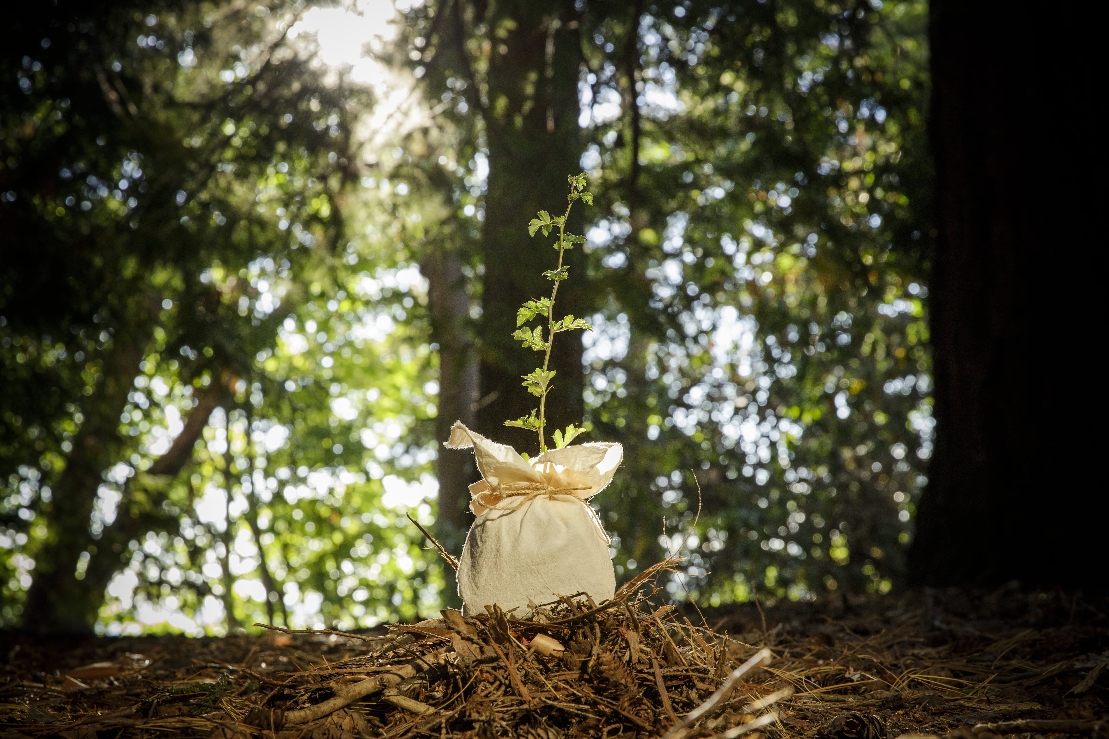 A container with soil created from human remains, a process known as "human composting," is shown.