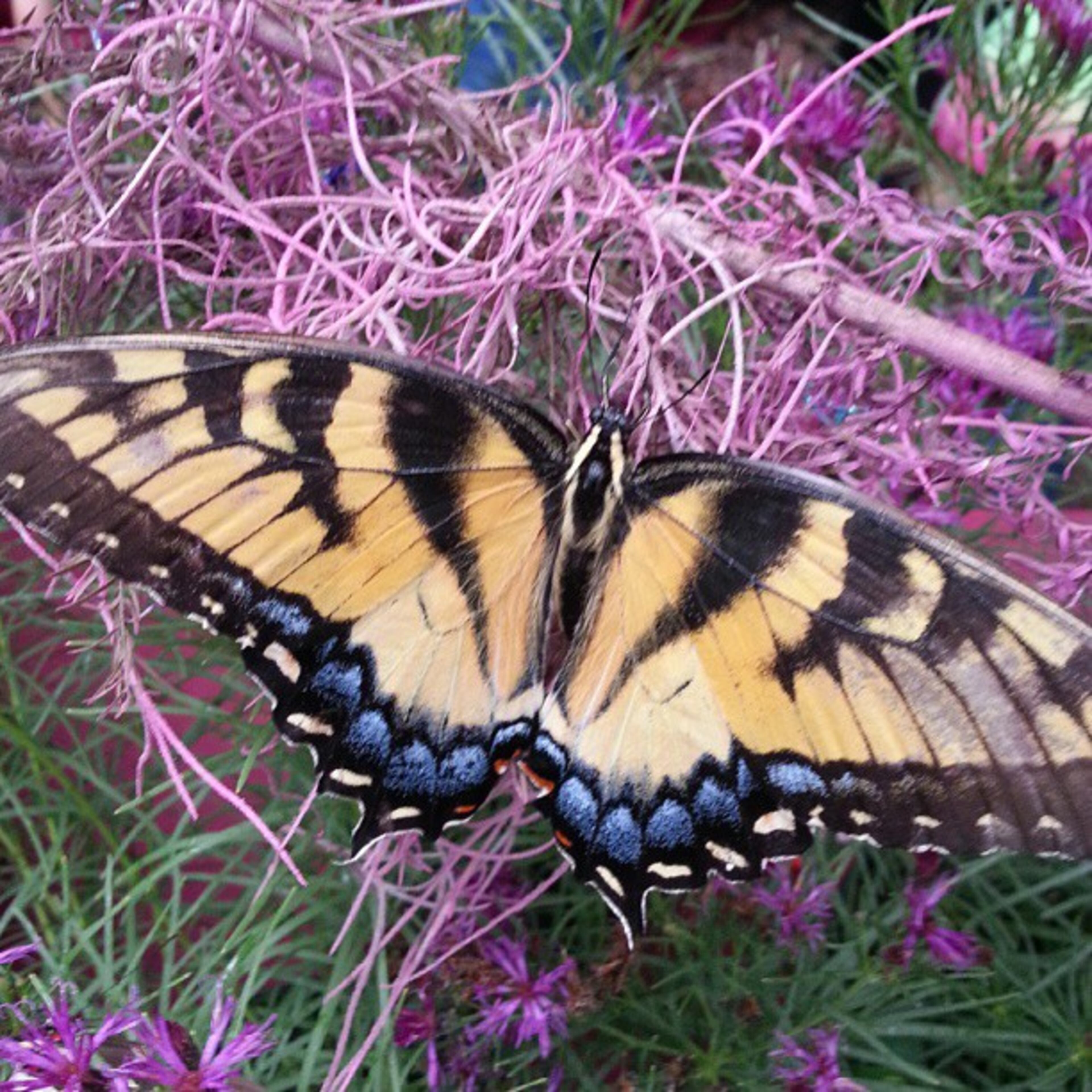 #butterflyfestival -- @whipstitchier