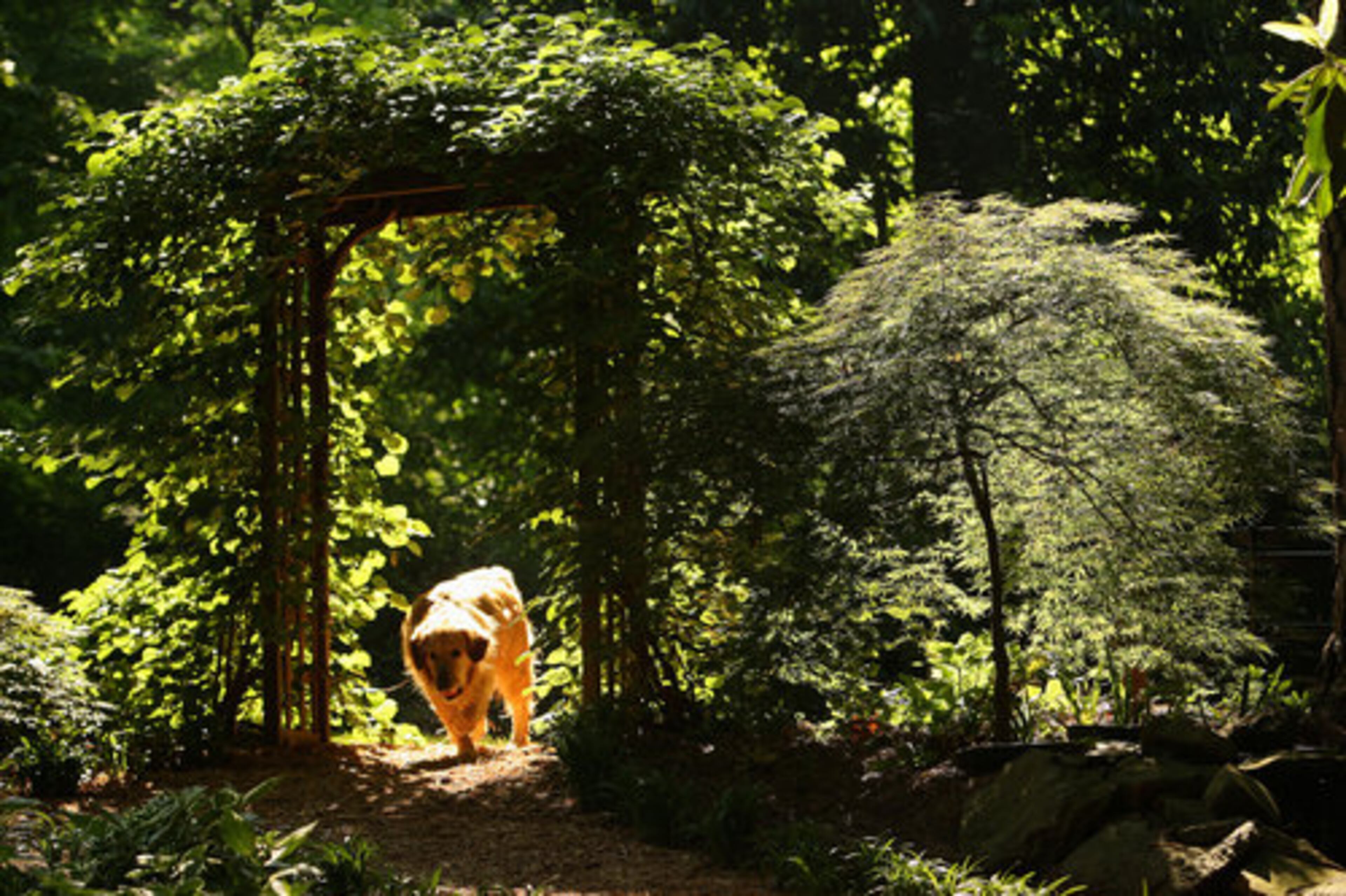 This garden that is part of the 1938 English Regency residence owned by William and Jean Astrop offers nature-inspired footpaths and landscapes, which makes strolling delightful. This garden is one of six open to public viewing for the 2010 Artful Garden Tour, sponsored by the High Museum.