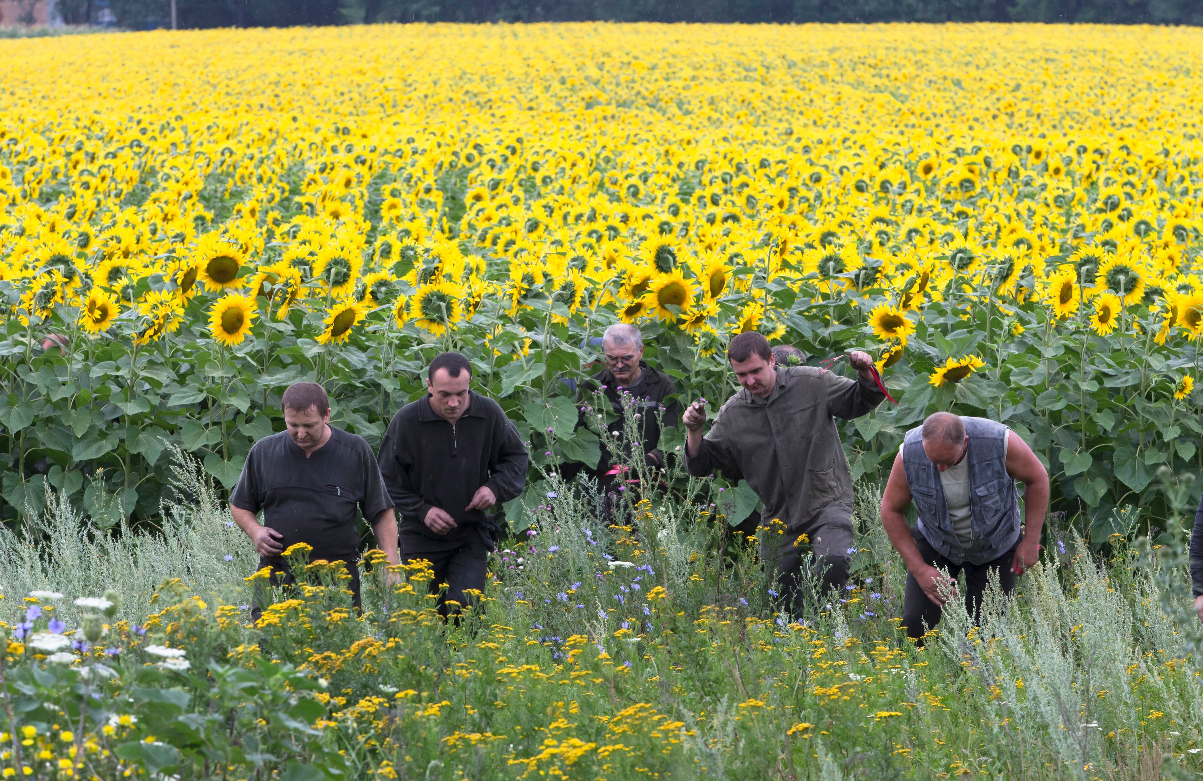 Ukrainian coal miners search the site of a crashed Malaysia Airlines passenger plane near the village of Rozsypne, Ukraine, eastern Ukraine Friday, July 18, 2014. Rescue workers, policemen and even off-duty coal miners were combing a sprawling area in eastern Ukraine near the Russian border where the Malaysian plane ended up in burning pieces Thursday, killing all 298 aboard. (AP Photo/Dmitry Lovetsky)
