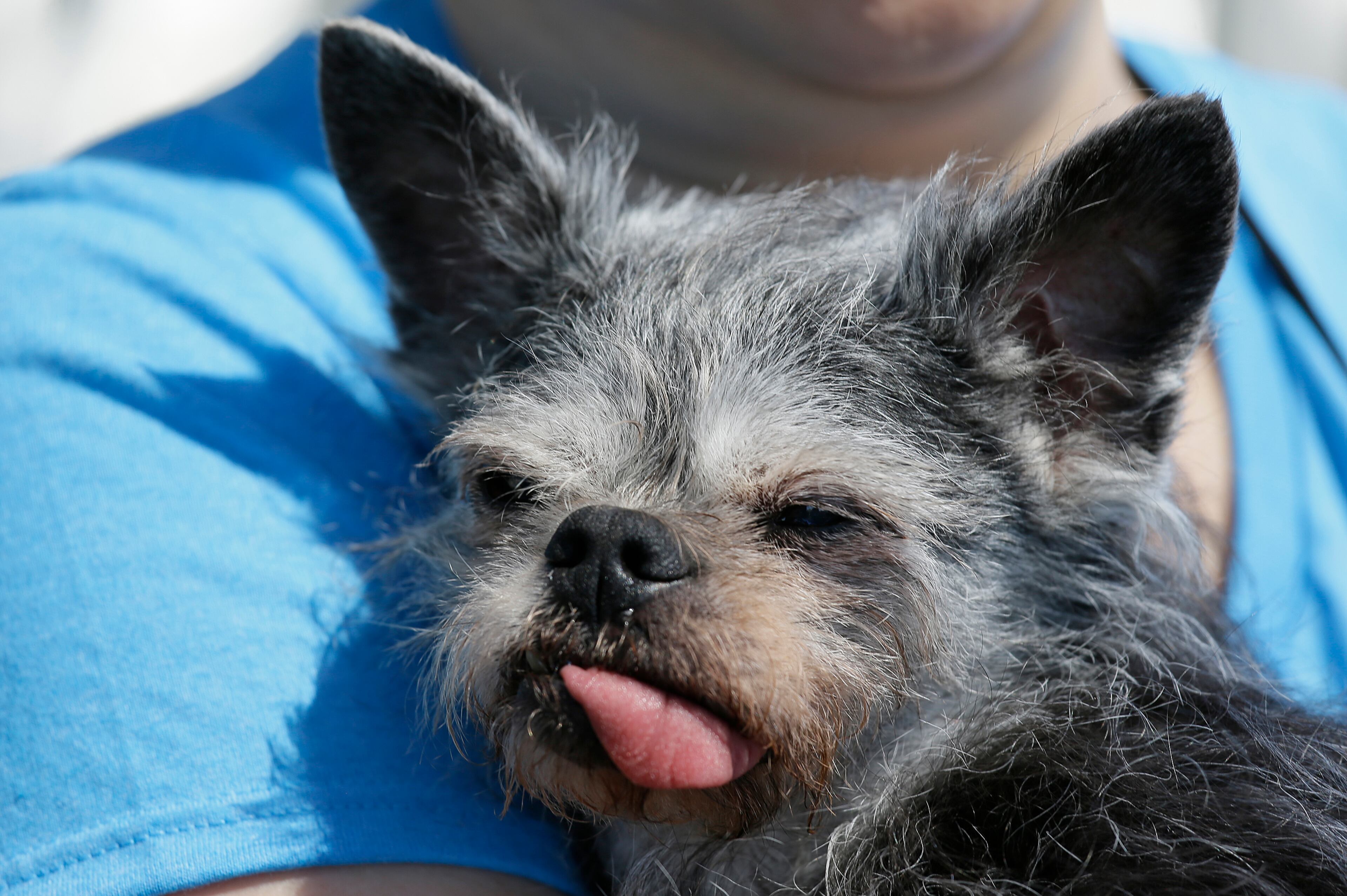 Moe, a Brussel griffon pug, from Santa Rosa, Calif., waits to compete in the World's Ugliest Dog Contest at the Sonoma-Marin Fair Friday, June 23, 2017, in Petaluma, Calif. (AP Photo/Eric Risberg)