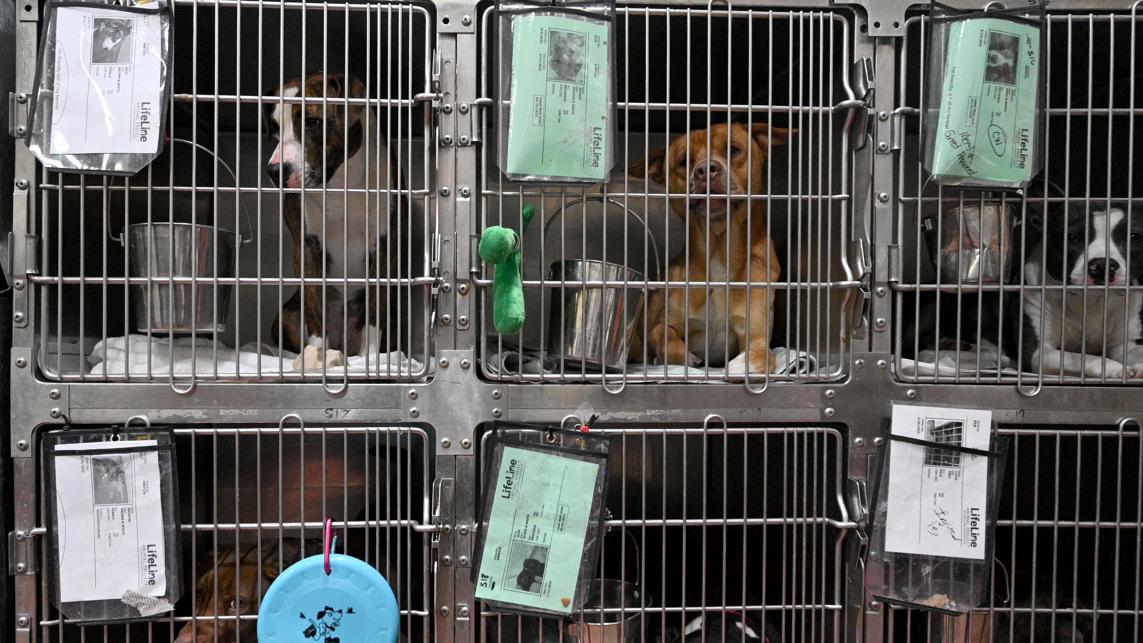 Picture shows current facility at Fulton County Animal Services, Thursday, March 16, 2023, in Atlanta, GA. The existing 1978 building has been overcrowded and in disrepair for years. Sometimes eight dogs pack a single a kennel. And the building wasn’t designed to house cats, so they are stacked in a separate trailer. (Hyosub Shin / Hyosub.Shin@ajc.com)