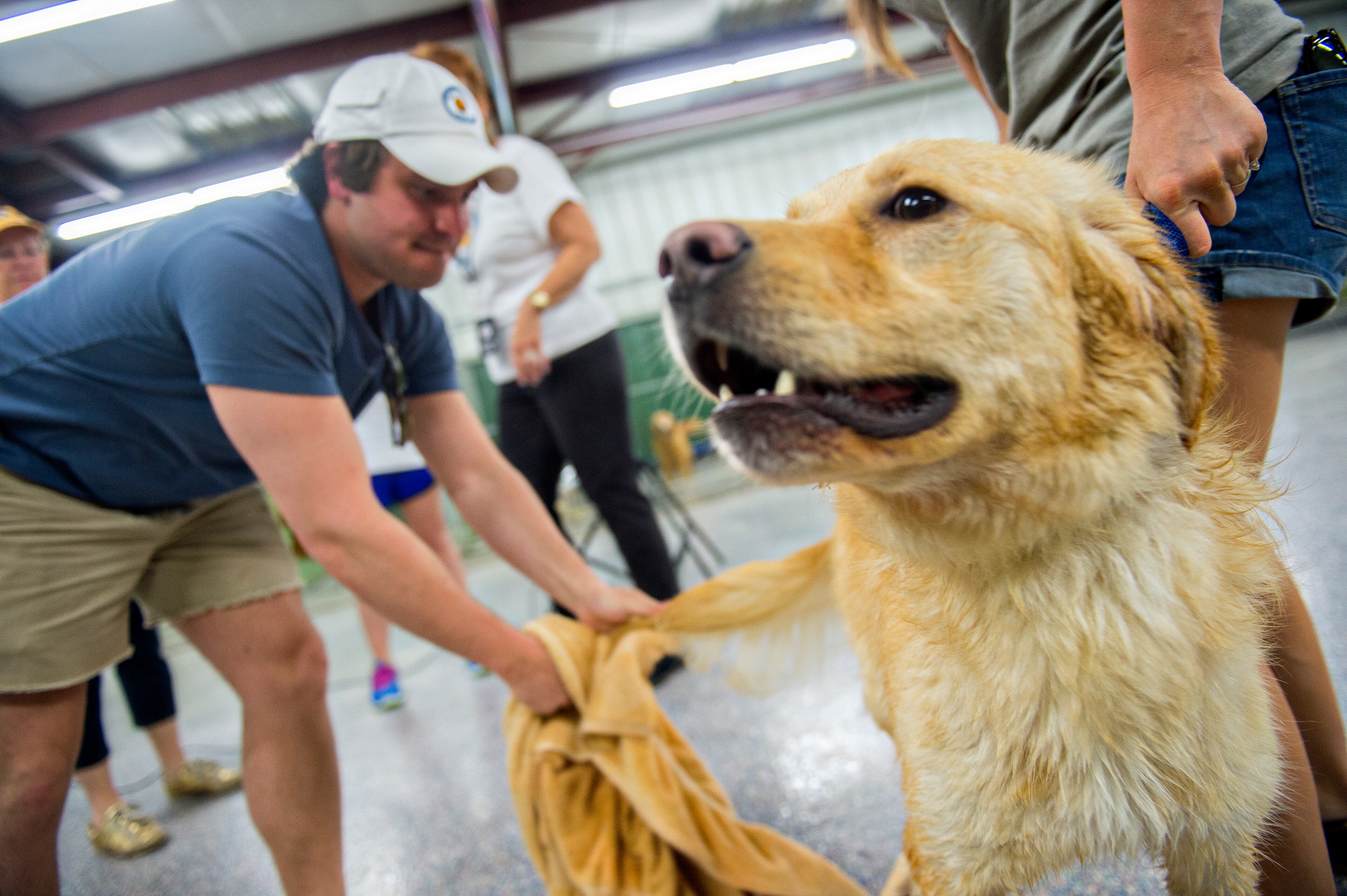 May 10, 2015 Alpharetta - Hamilton is dried off by Grayson Flaim after a bath at the Pet Lodge pet resort in Alpharetta on Sunday, May 10, 2015. Betsy Ross is one of 36 golden retrievers from Istanbul, Turkey that Adopt a Golden Atlanta has brought to Atlanta in the largest rescue of golden retrievers internationally. The 36 dogs are either from shelters or are street dogs, and range in age from six months to 10 years. JONATHAN PHILLIPS / SPECIAL