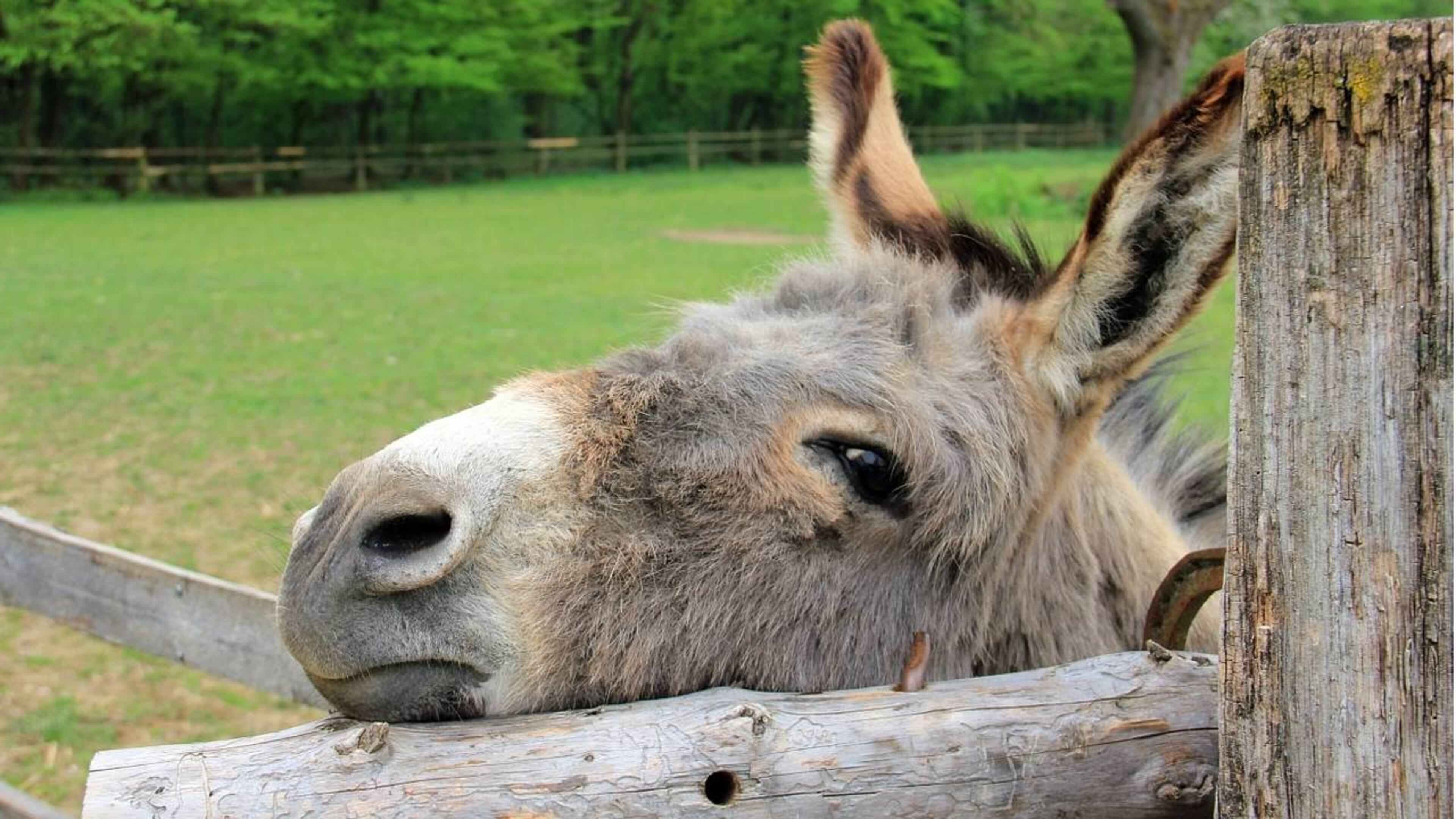 A donkey escaped from its trailer and started wandering on an interstate in Chicago.