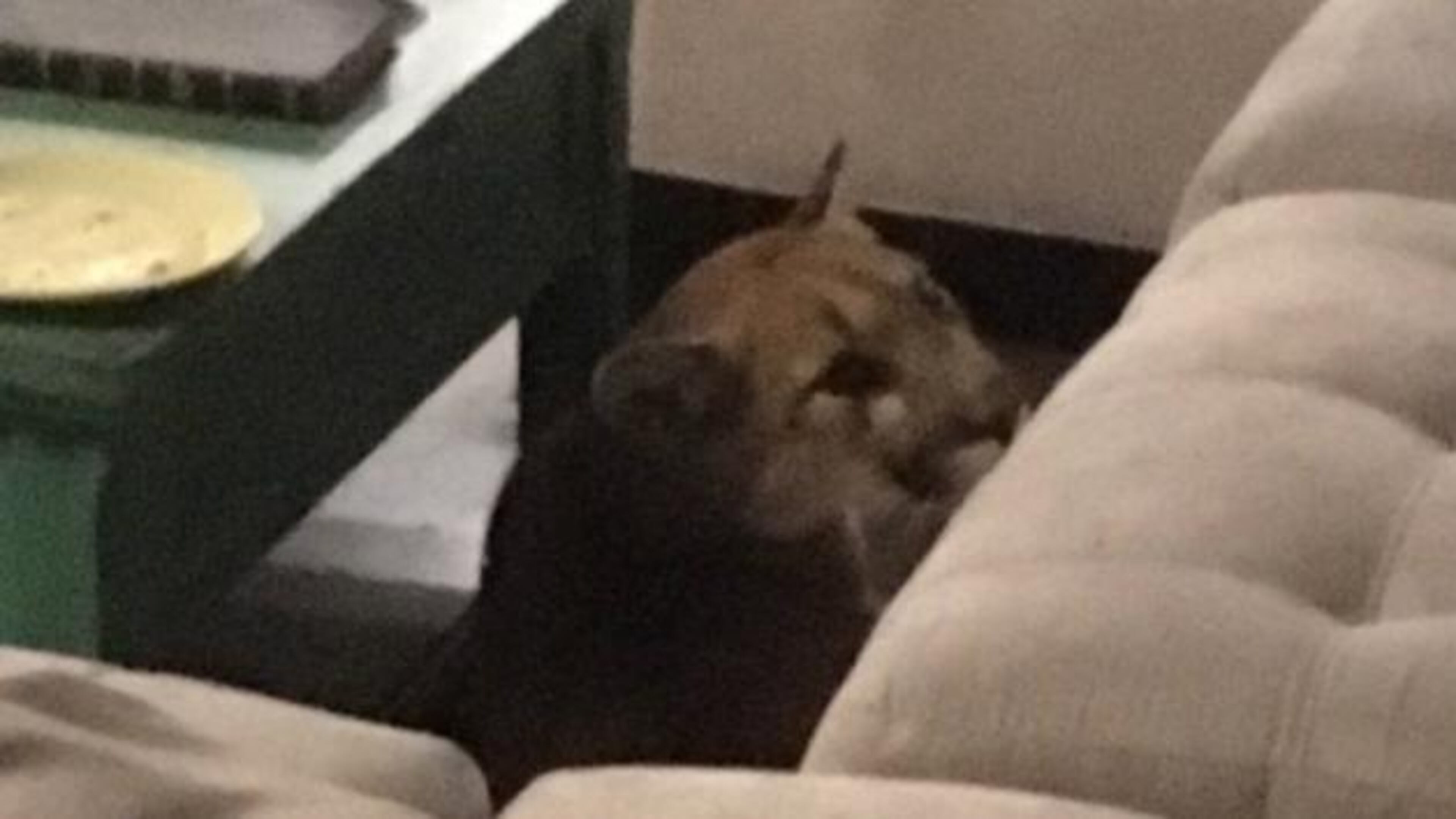 A mountain lion broke into a home in Boulder, Colorado, and roamed inside the residence for a few hours before police and wildlife officials chased it away.