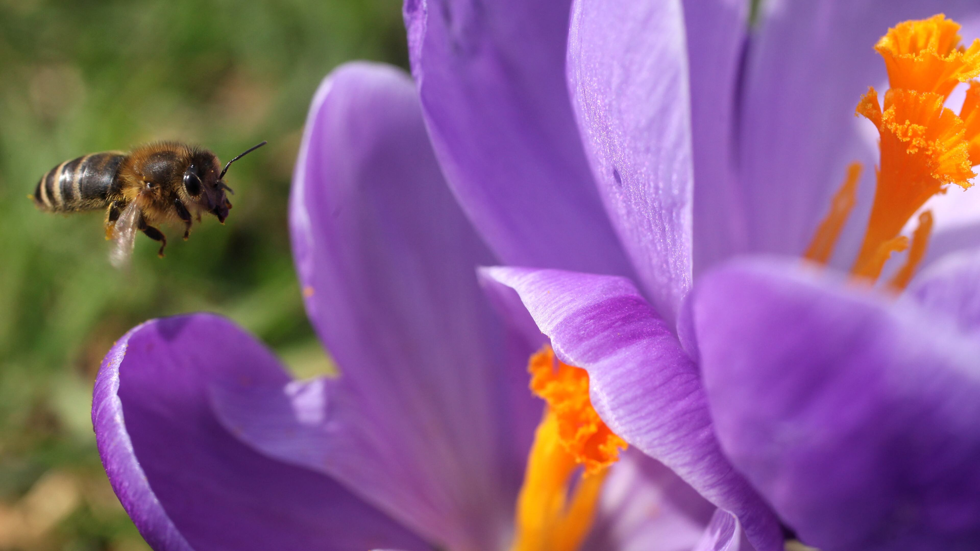 Unseasonably warm temperatures and above average rain fall in the last 2 weeks of January have provided ideal conditions for trees to produce pollen.