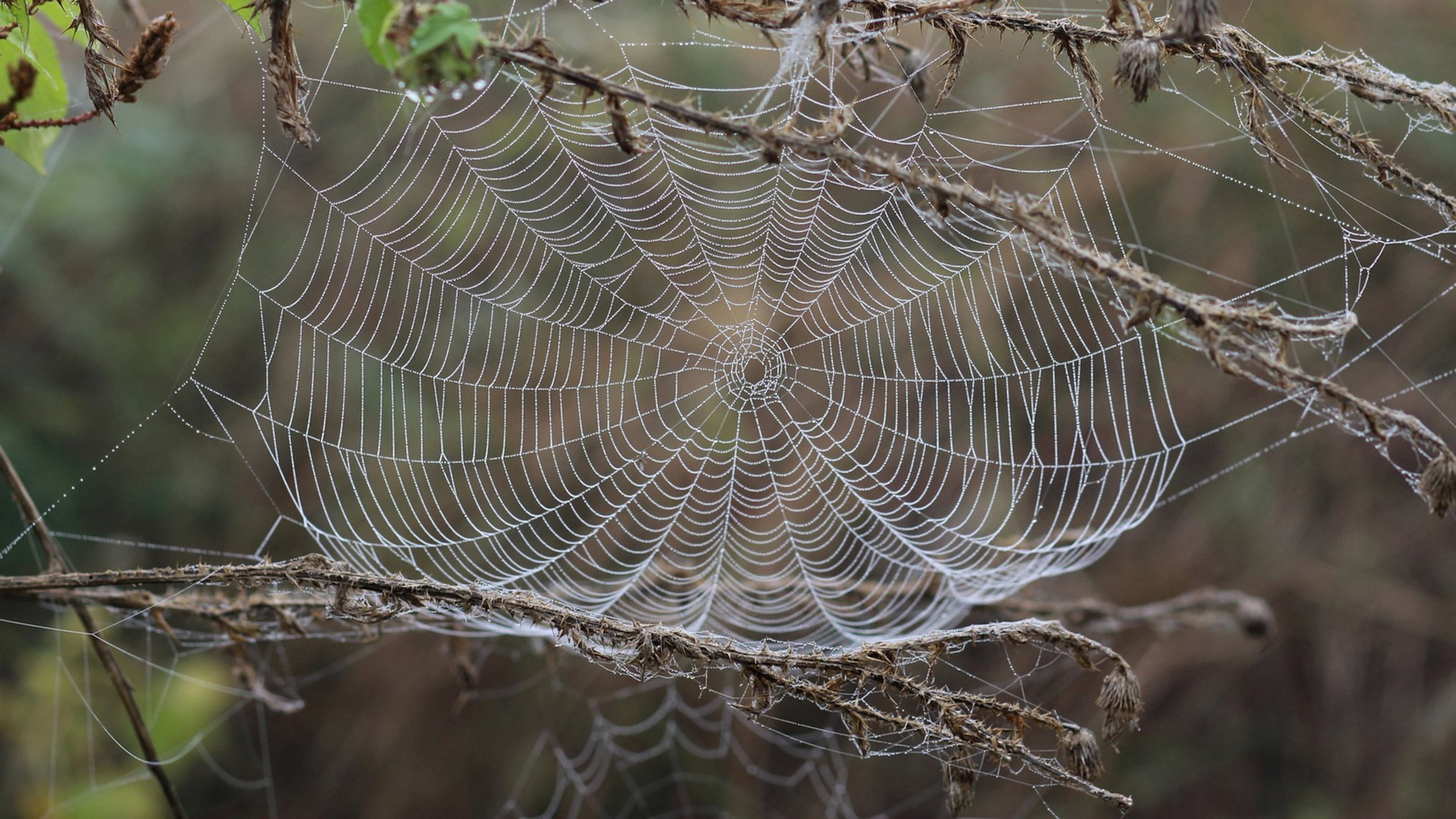 The best spider web wound dressings are fresh and clean so their natural healing qualities are in full force. (Handout/TNS)