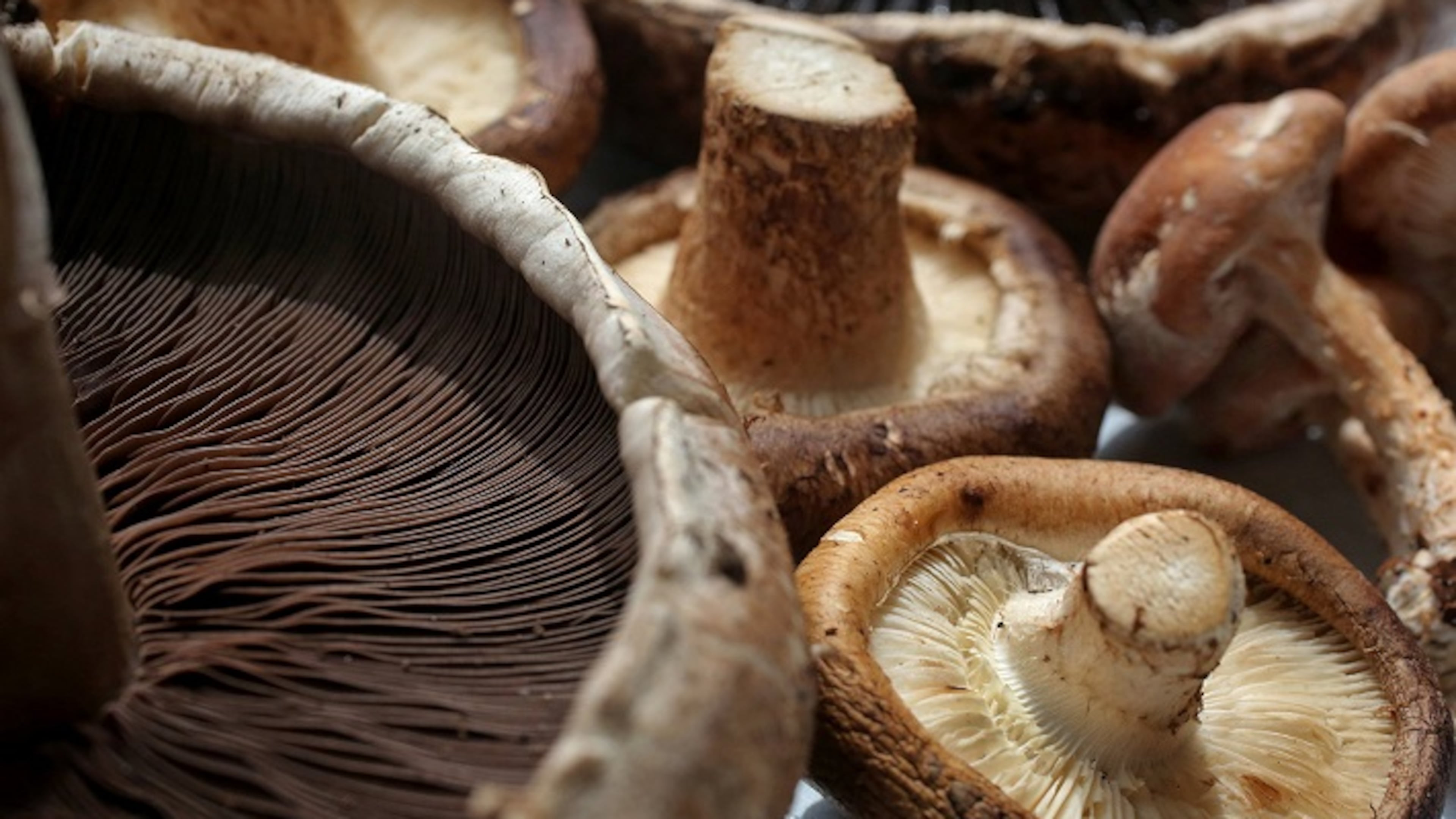 Mushrooms on display on Wednesday, May 17, 2017, in St. Louis. (J.B. Forbes/St. Louis Post-Dispatch/TNS)