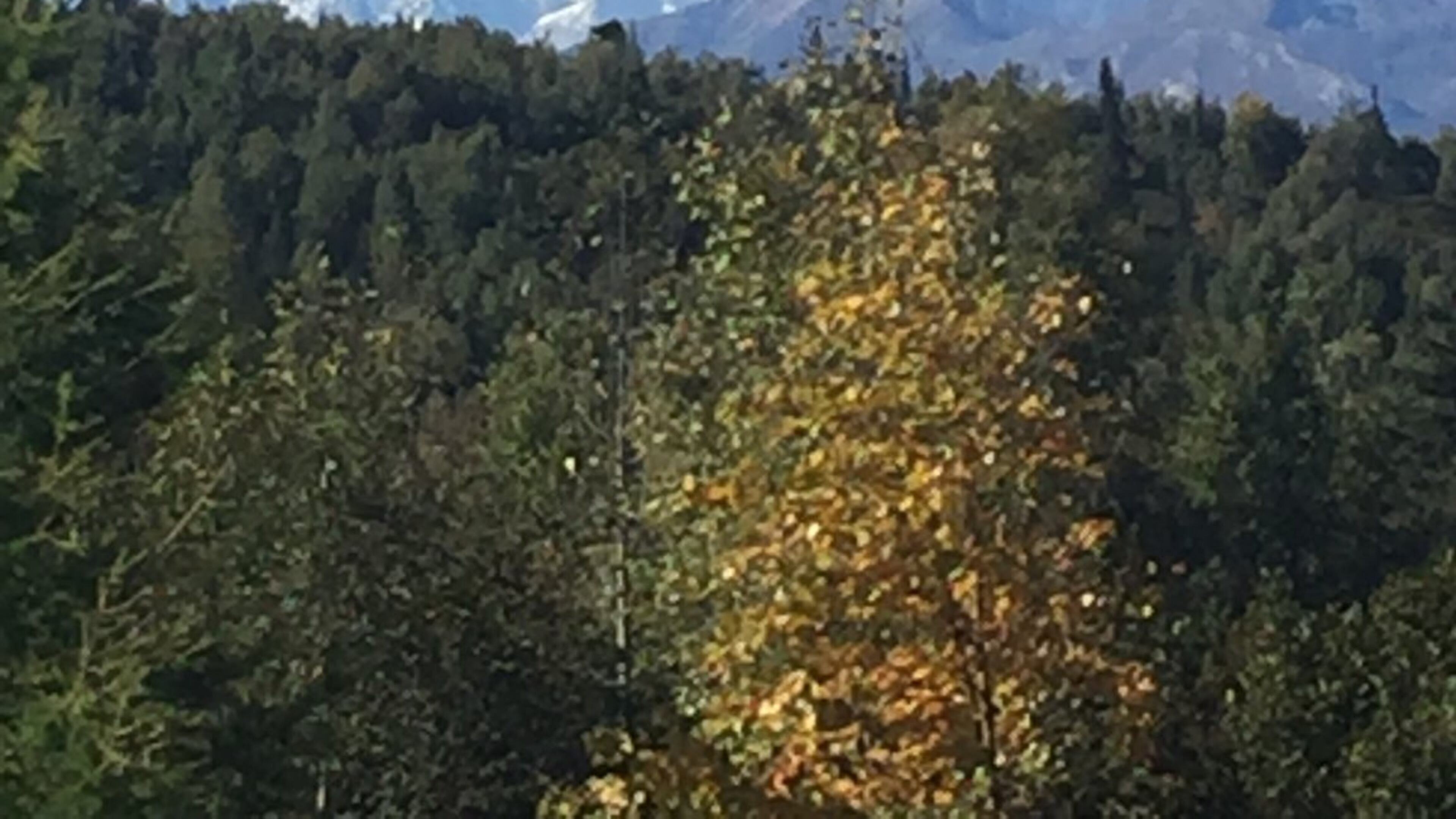 The National Park Service considers the Alaskan land called Denali more than a mountain. It is six million acres of wild land, bisected by one ribbon of road. Travelers along it see the relatively low-elevation taiga forest give way to high alpine tundra and snowy mountains, culminating in North America’s tallest peak, 20,310-foot Denali. Michael Echols of Cumming took this photo during an August trip. He said this almost-cloudless day is rare there. Wild animals large and small roam un-fenced lands, living as they have for ages.