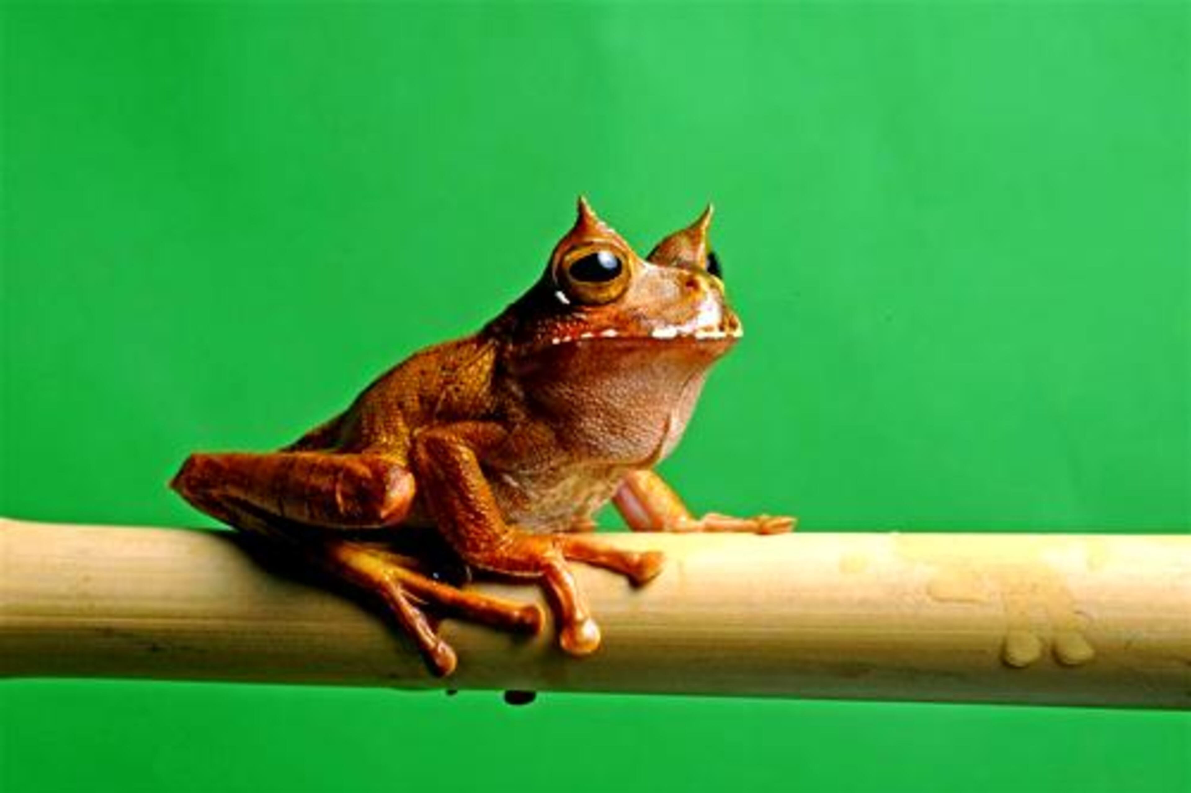 Horned Marsupial Frog