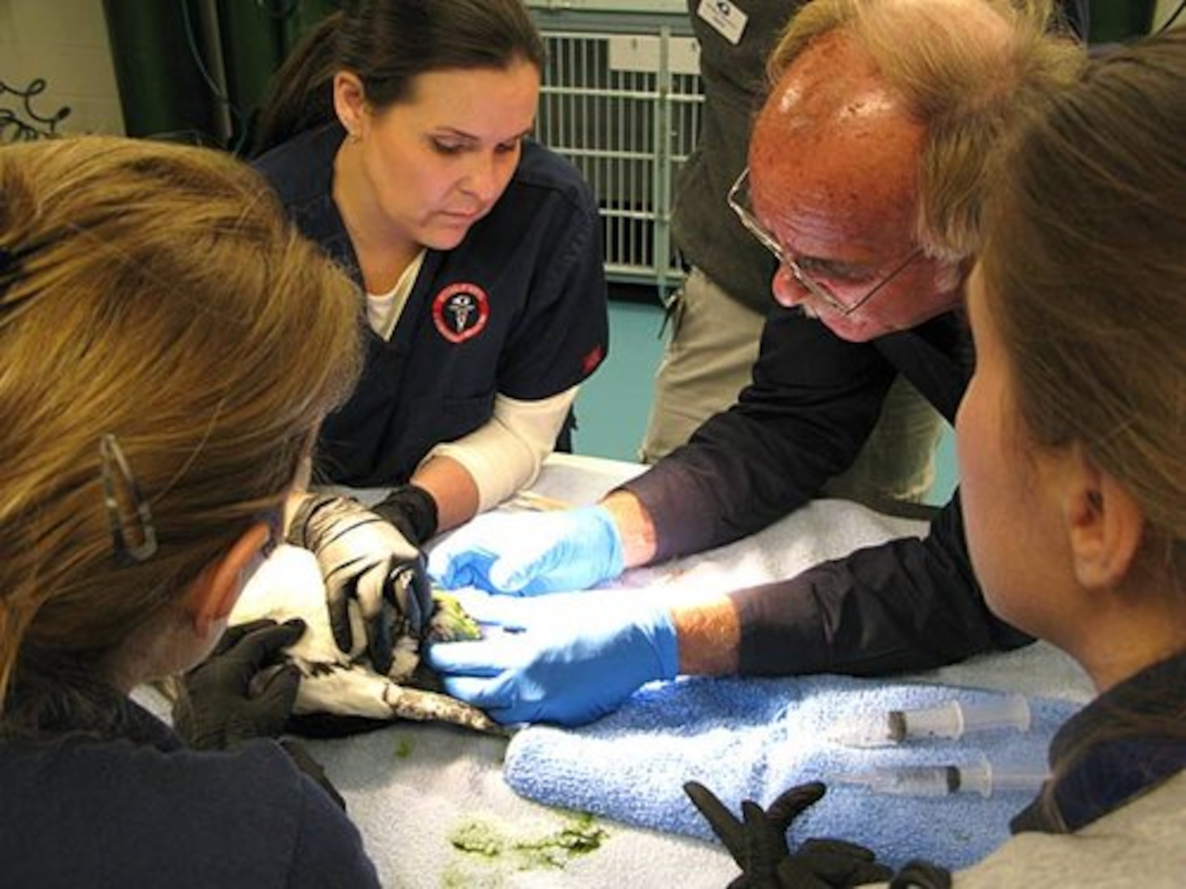 Greg Bossart (center), the head of veterinary medicine at the aquarium, decided to induce labor so the egg could be removed.