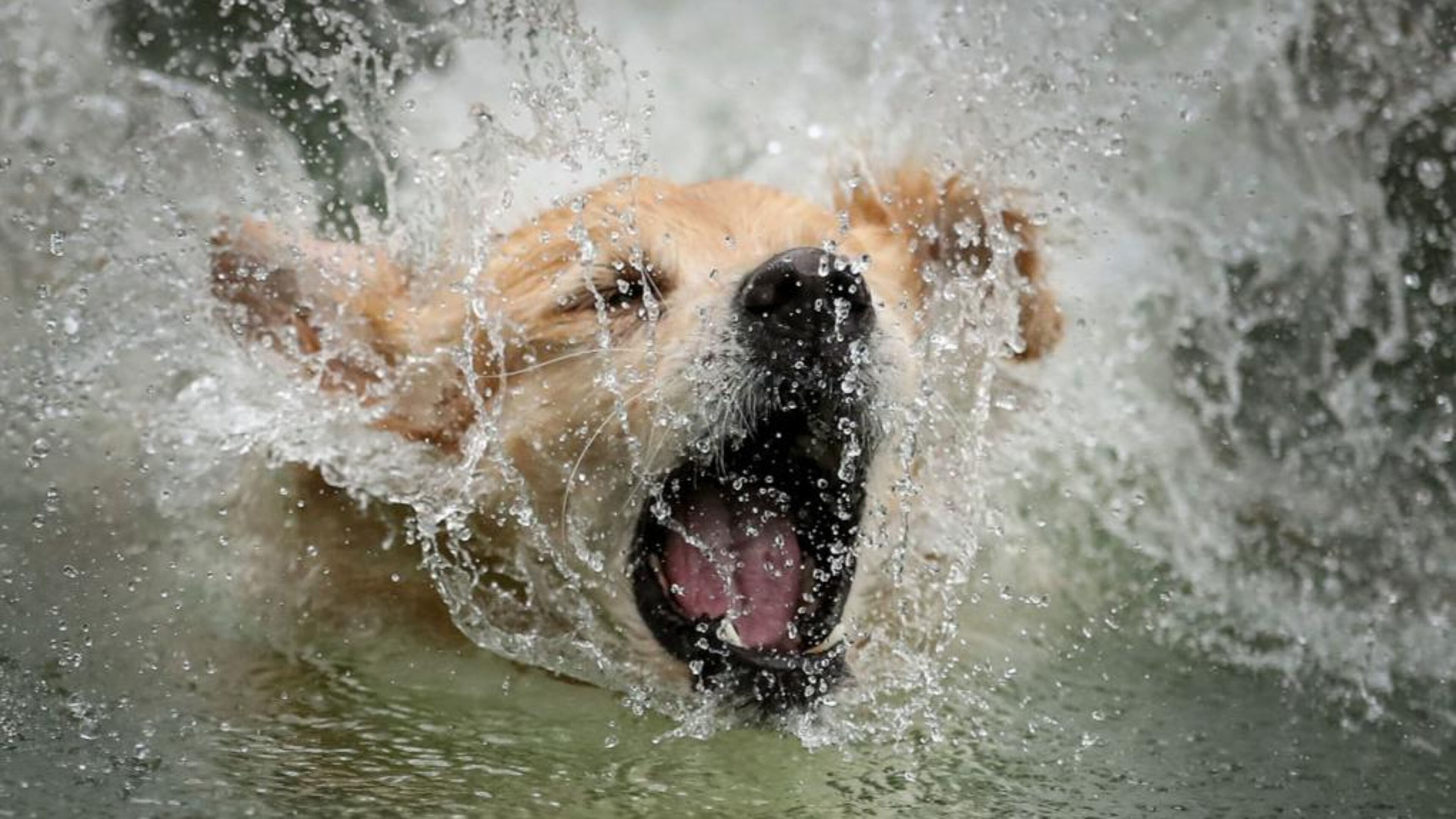 A Hawaii man died after saving a golden retriever from a flooded stream Tuesday.