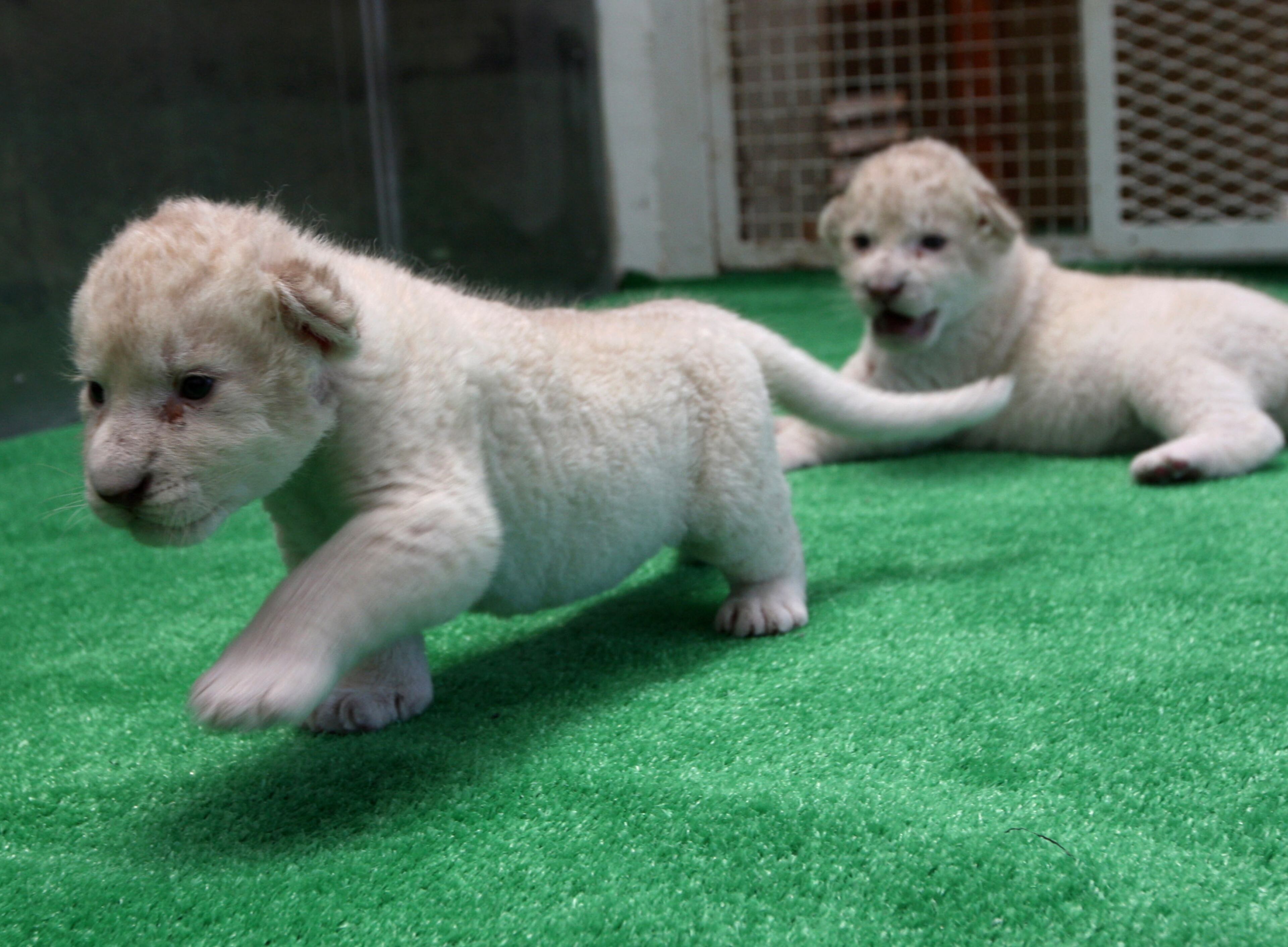 HIMEJI, JAPAN - JULY 09: A one month old lioness play at Himeji Central Park on July 9, 2013 in Himeji, Japan. Seven white lioness cubs birth by three female South African loins June 6th, 26th and 30th, those seven white lion start to shown to the public end of this week. (Photo by Buddhika Weerasinghe/Getty Images)