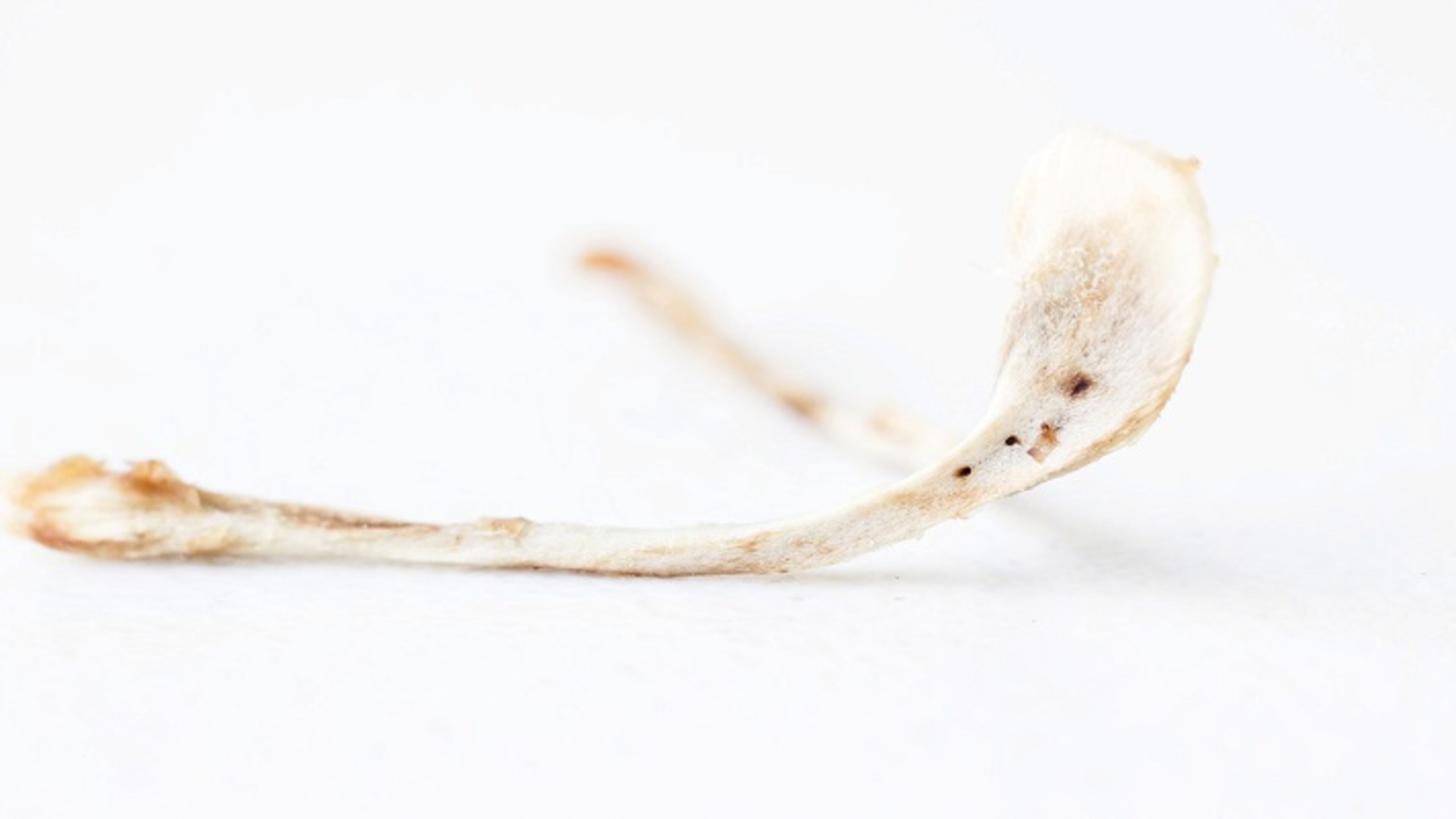 Listen up to these wishbone hacks, and be the luckiest at your Thanksgiving. (Dreamstime)