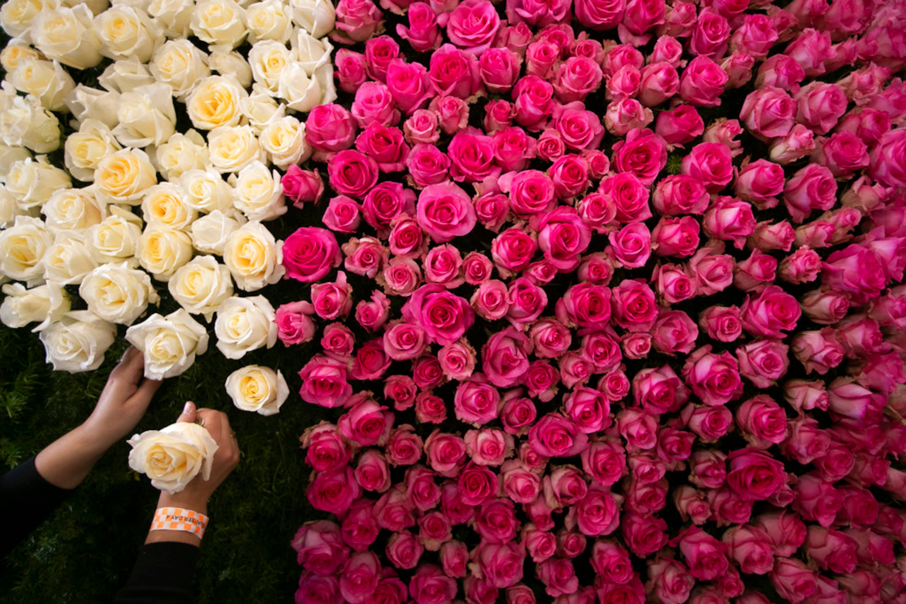 Sabrina Thorp decorates a Rose Parade float with roses Monday, Dec. 31, 2018, in Pasadena, Calif. Final preparations are underway for Pasadena's 130th Rose Parade on New Year's Day, which forecasters say could challenge spectators with chilly and blustery conditions as a cold Santa Ana wind event develops in Southern California. (AP Photo/Jae C. Hong)