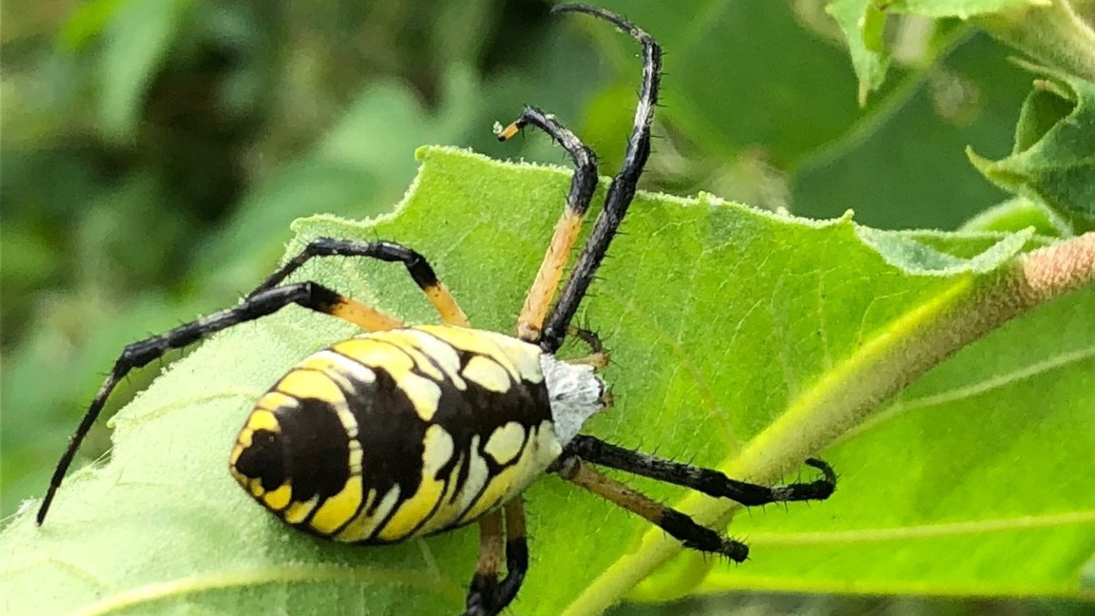 Dena Pruitt submitted this picture. “I took this photo while I was searching for a geocache in the Grayson area,” she wrote. “I didn’t find the geocache, but I did find an interesting spider.”