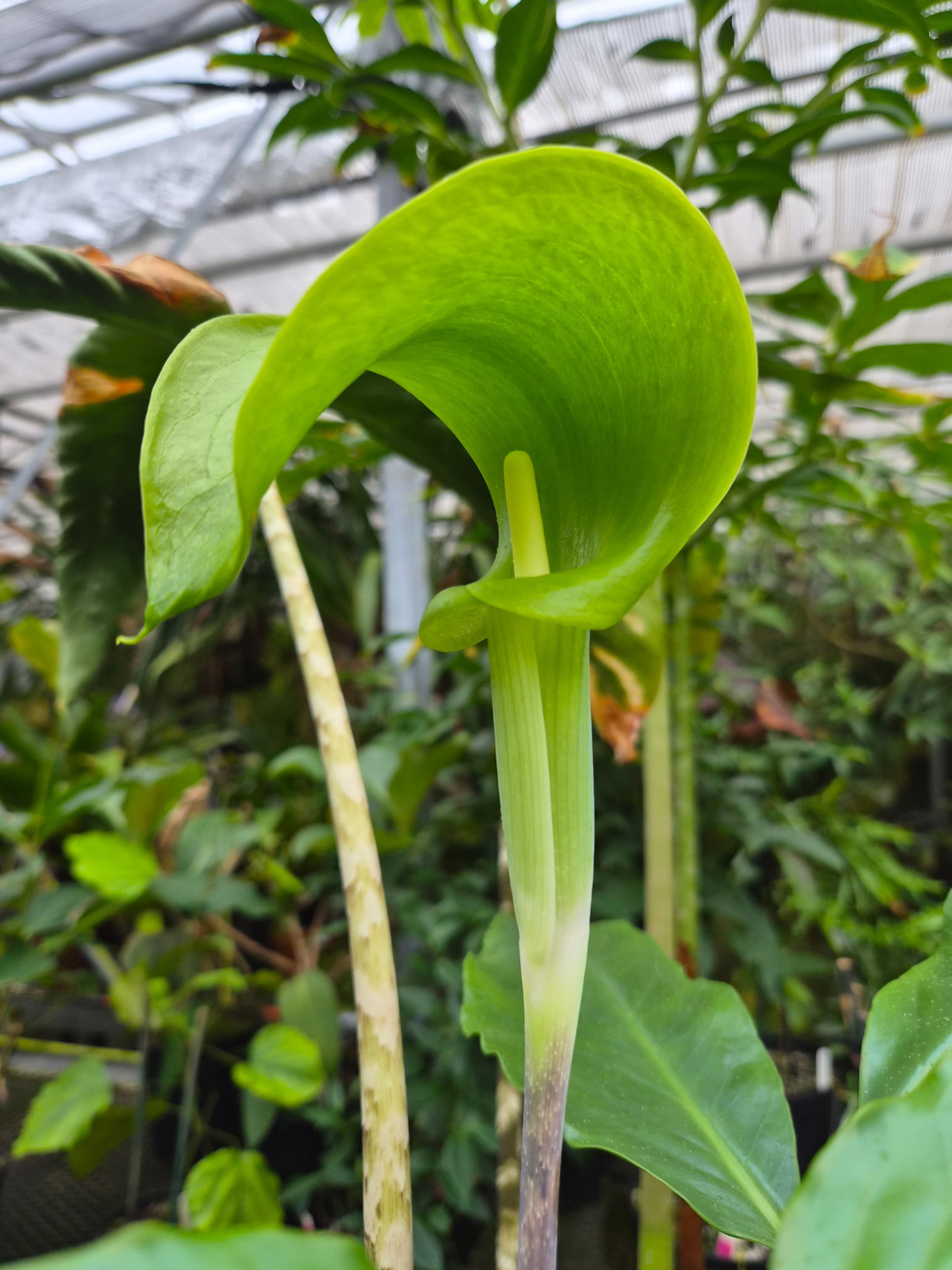 The flowering Arisaema mcmahanii or cobra lily, discovered by Scott McMahan and his Vietnamese colleagues. McMahan's fellow explorers named the plant in his honor. (Courtesy of Atlanta Botanical Garden)