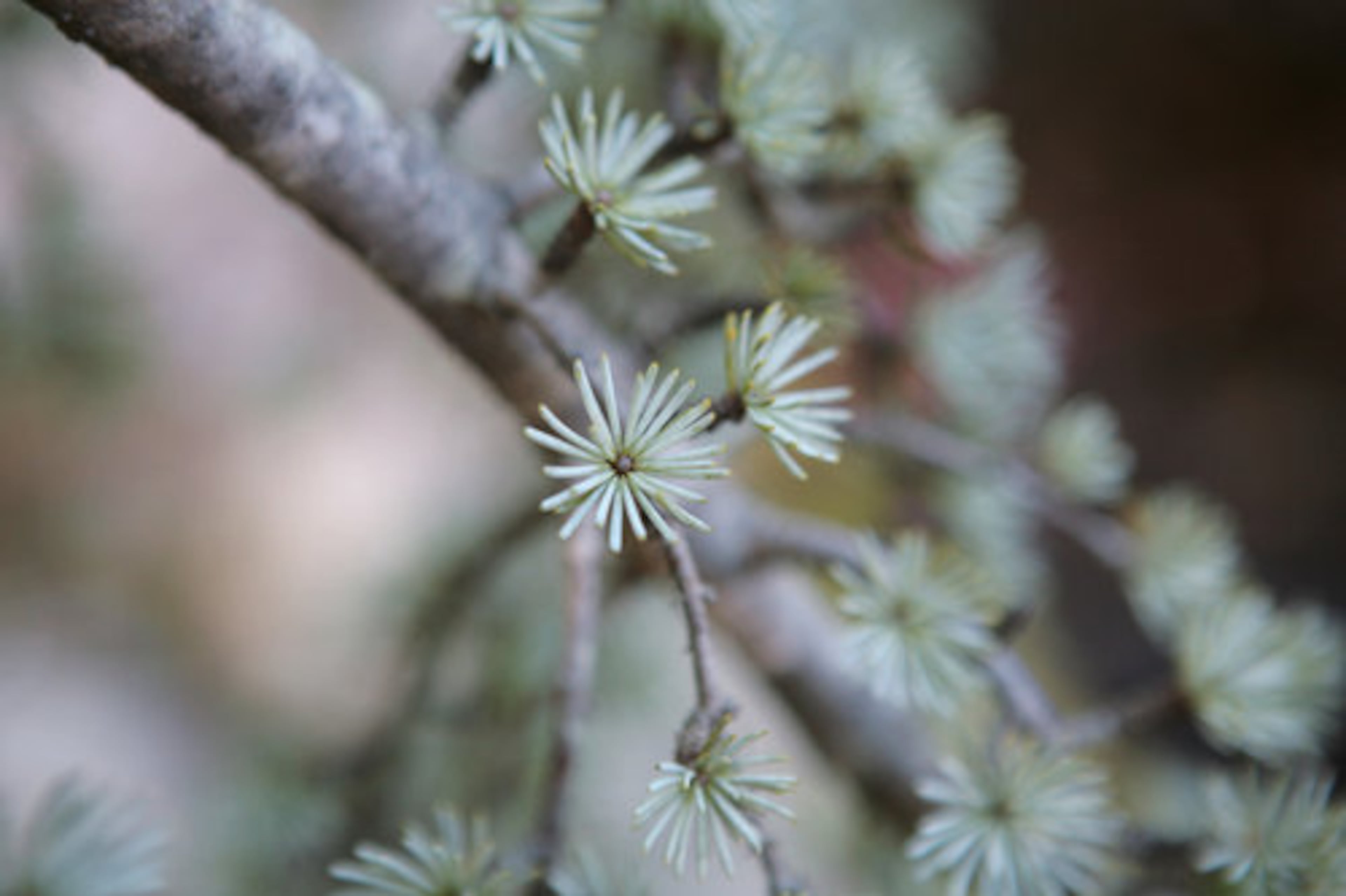 McCraw plays with texture and shape in her garden. While rosemary grows to bushes several feet wide, nearby evergreens such as this weeping blue atlas cedar provide a diminutive touch. "As much as I could, I wanted to use plants that would stay green year-round," she said. "I wanted varying shades of green."