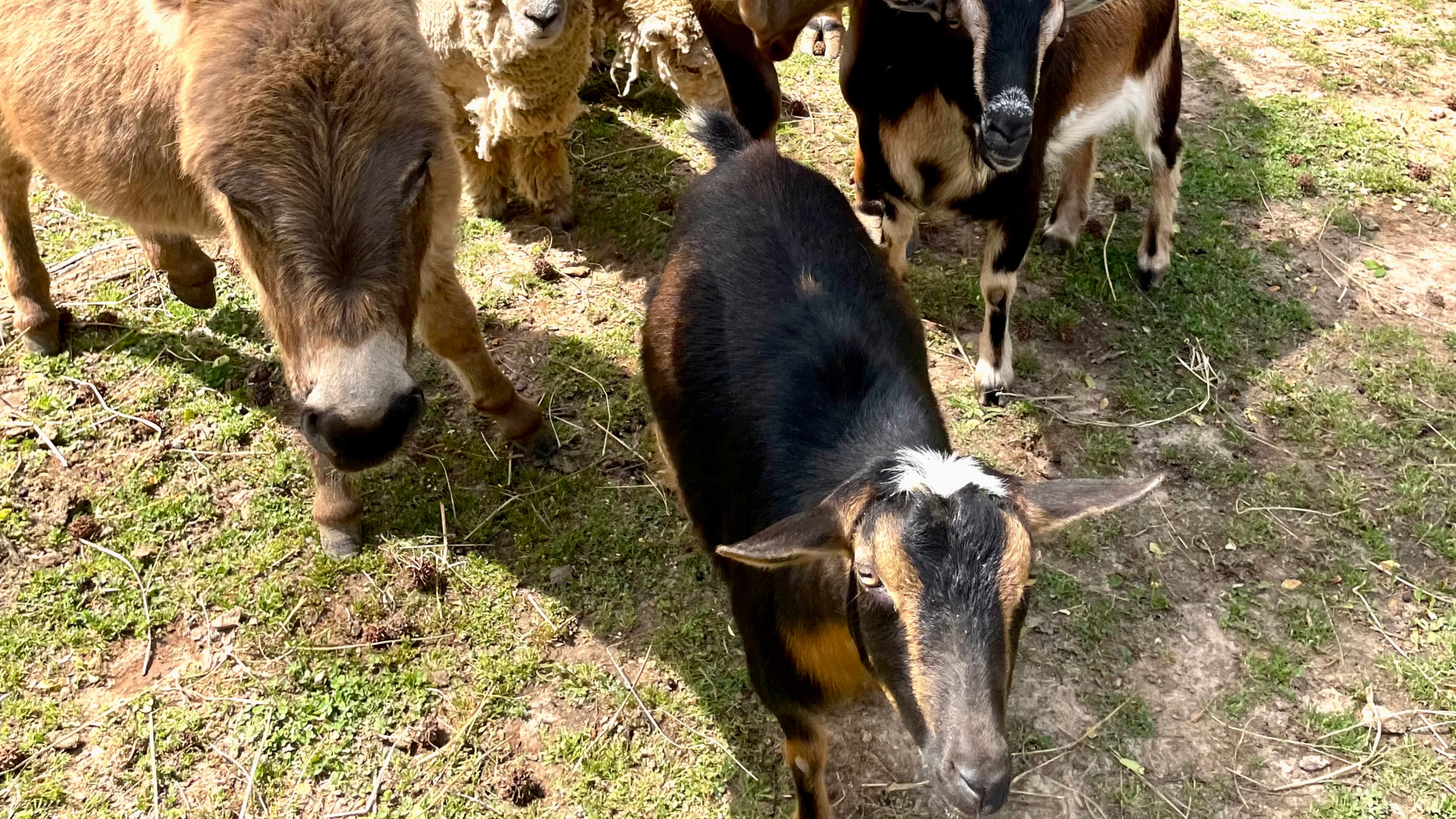 Pamelot’s farm animals (L-R: Fraunky Donkey, lambs Fig and Olive, miniature cow Daisy, Pedro the ‘naughty’ goat and in front, Poppy the goat). Look for their labels on Painted Horse Winery wines.