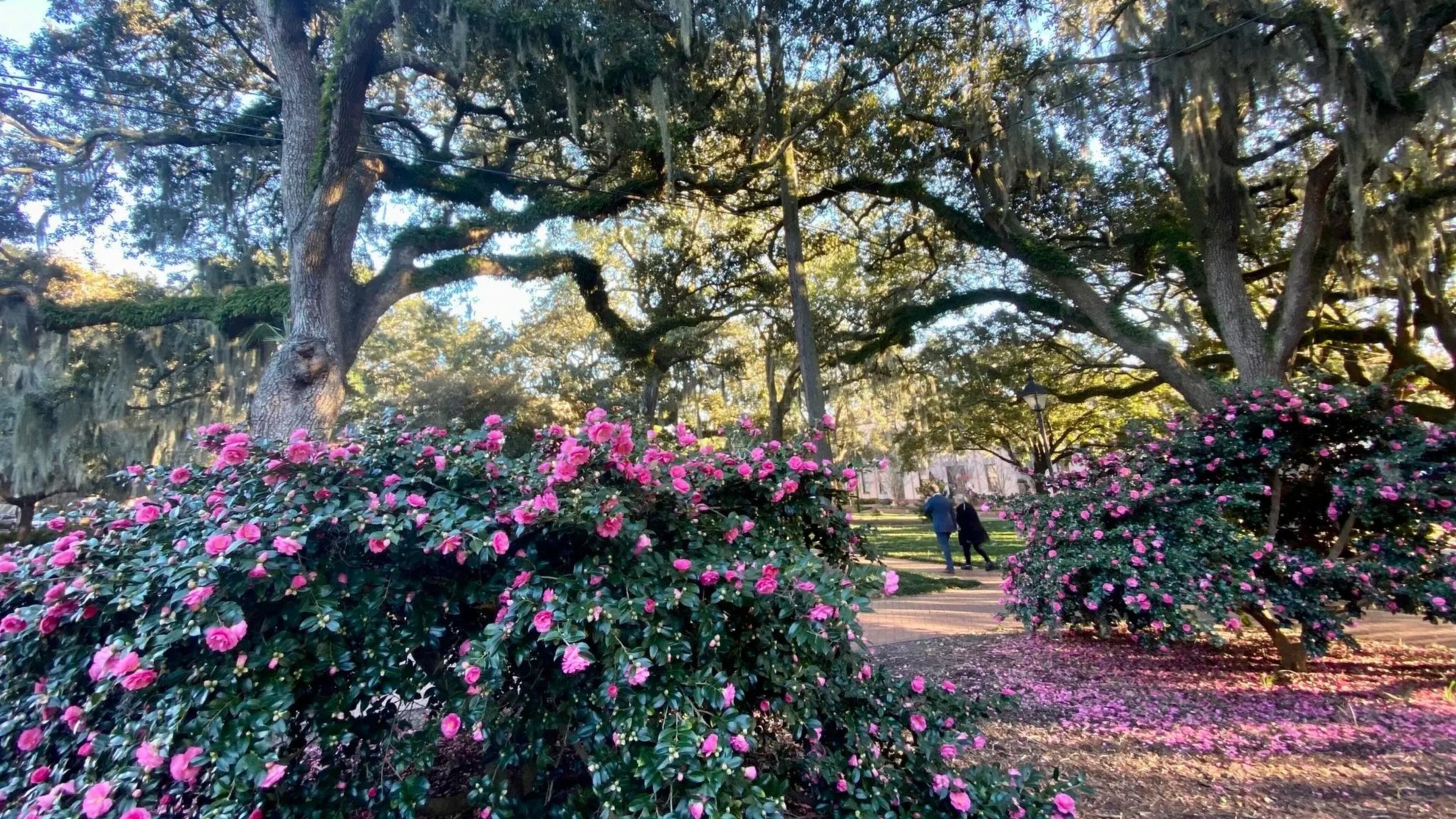 Savannah's tree-covered squares help cool the city. (Savannah Tree Foundation/Facebook)