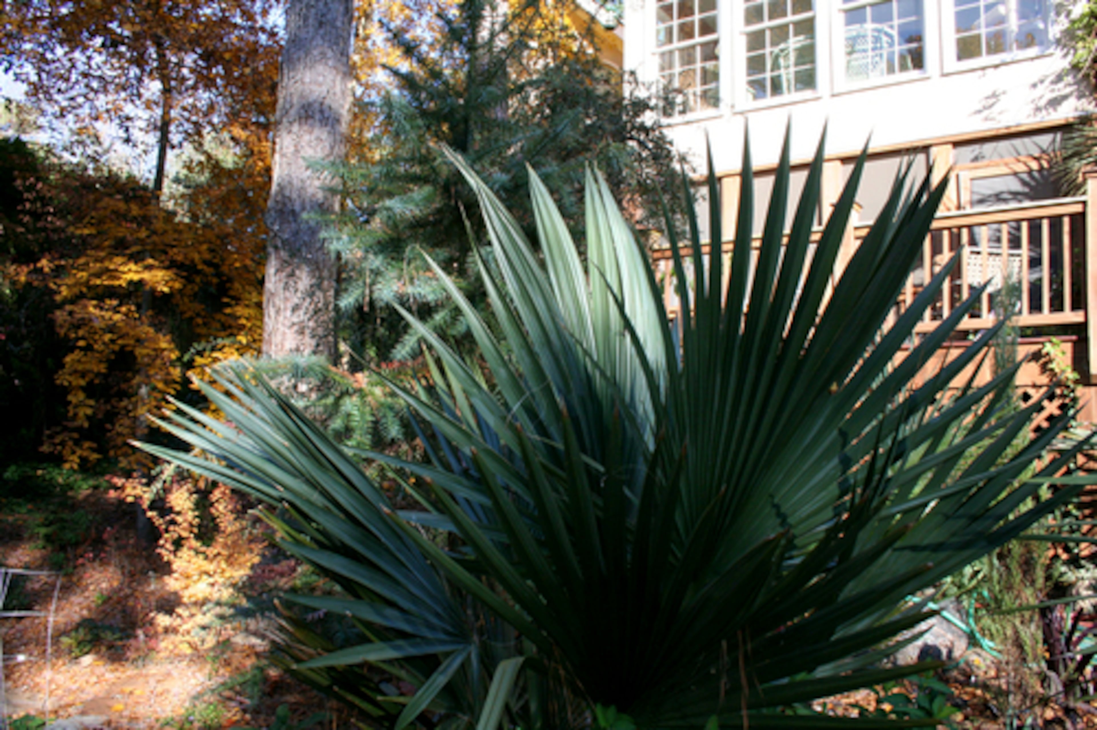 This Louisiana palm is native to Loiusiana and Texas.
