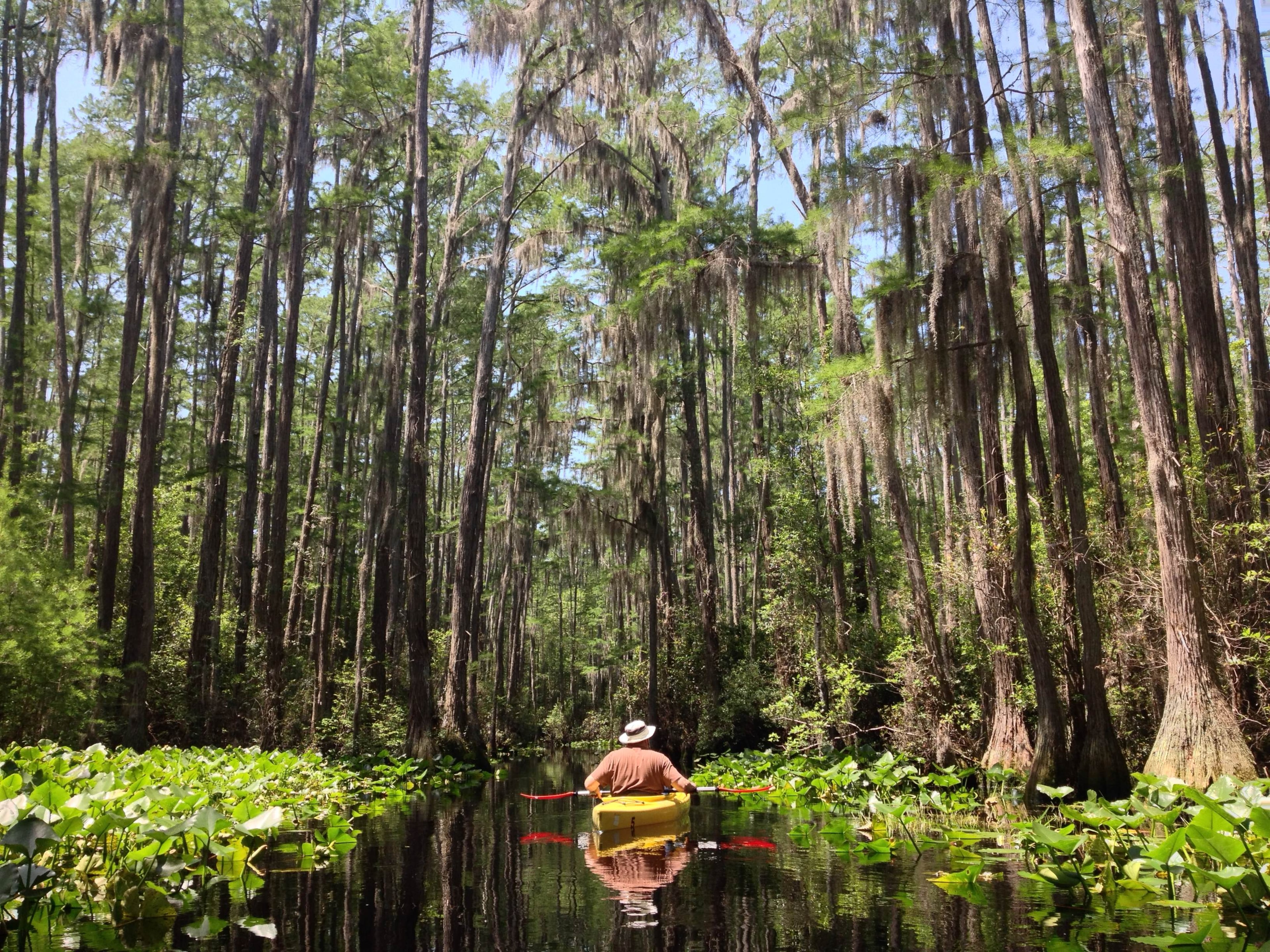 A paddler is shown at Stephen C. Foster State Park in the Okefenokee Swamp in Fargo, Georgia.