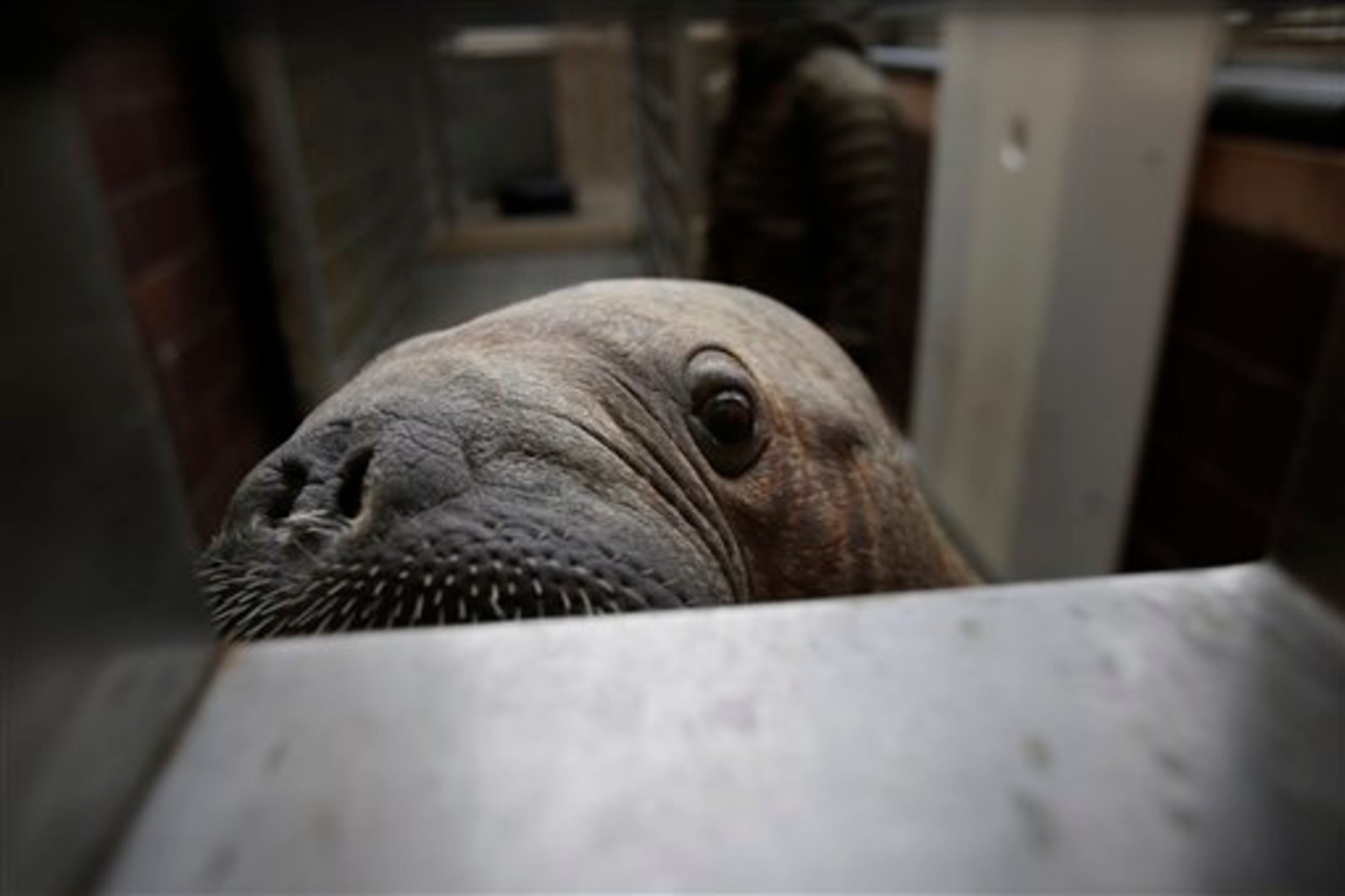 Mitik, a baby walrus who survived the flooding of his enclosure during Superstorm Sandy, checks out visitors at the Wildlife Conservation Society's New York Aquarium in Coney Island, New York, Monday, March 25, 2013. (AP Photo/Seth Wenig)