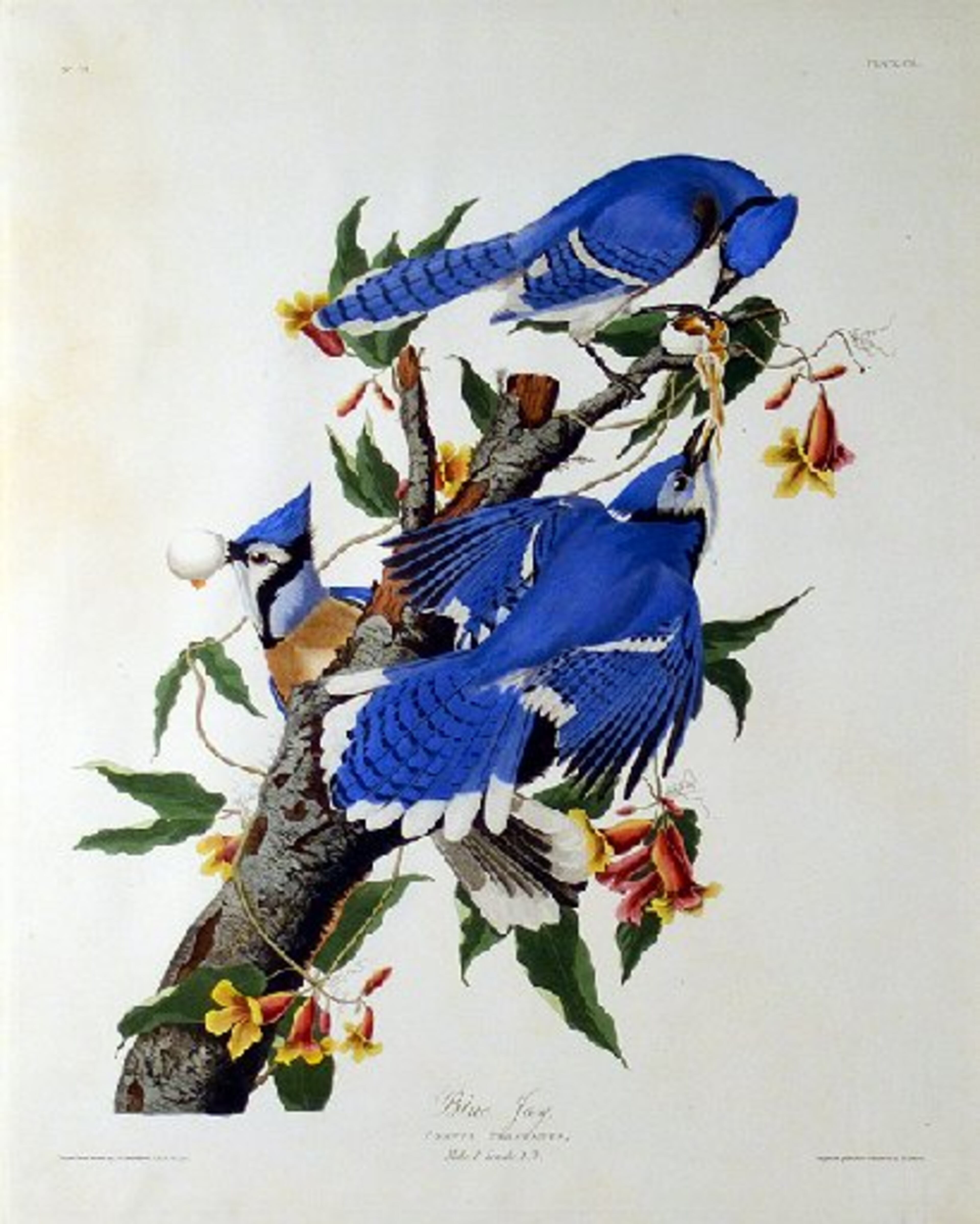 John James Audubon's "Blue Jay, Corvus Cristatus, " a hand-colored engraving on paper (engraved and colored by R. Havell Jr.) is included in the Oglethorpe University Museum exhibit through Aug. 23.