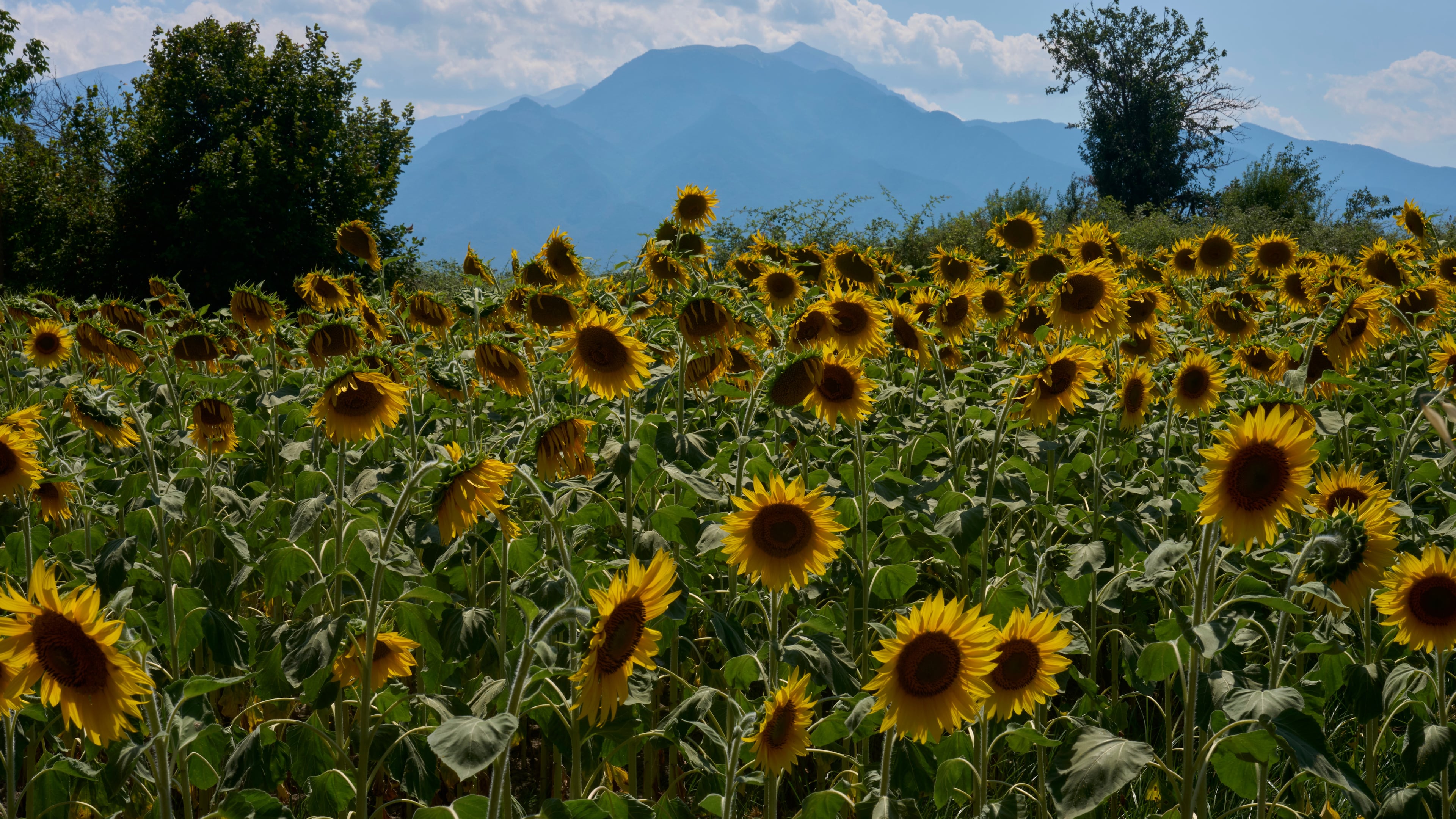 Sunflowers bloom in Kalyvia Varikou, near Litochoro in northern Greece, backdropped by Mount Olympus, Wednesday, July 15, 2026. (AP Photo/Petros Giannakouris)