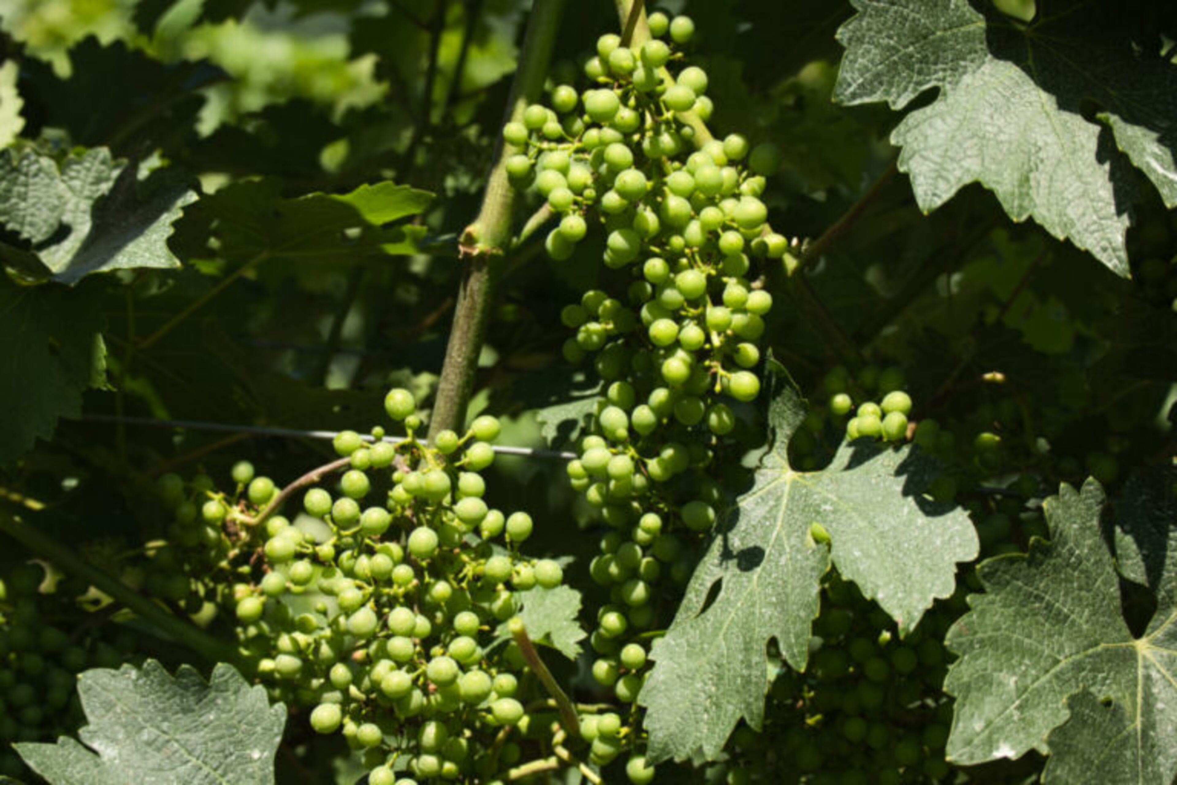 Cabernet sauvignon grapes is one of the Bordeaux varietals grown at Fainting Goat Vineyards in Jasper, Georgia, June 20, 2022. (Alex Guevara/Fresh Take Georgia)