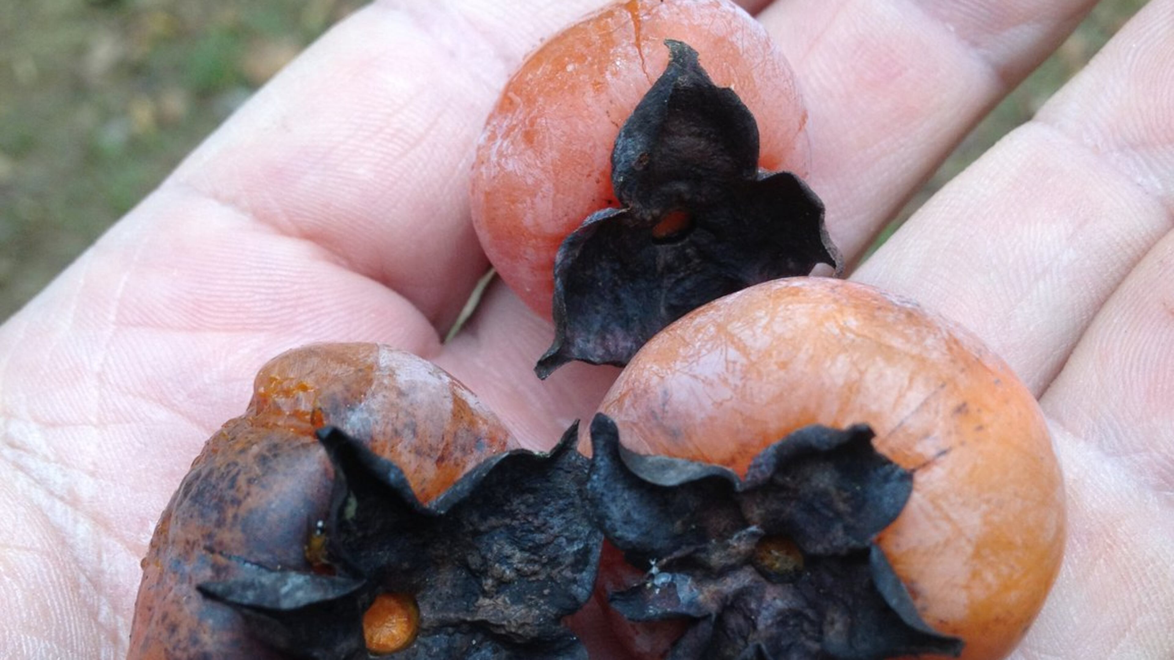 Persimmons are very attractive to deer. (Walter Reeves)