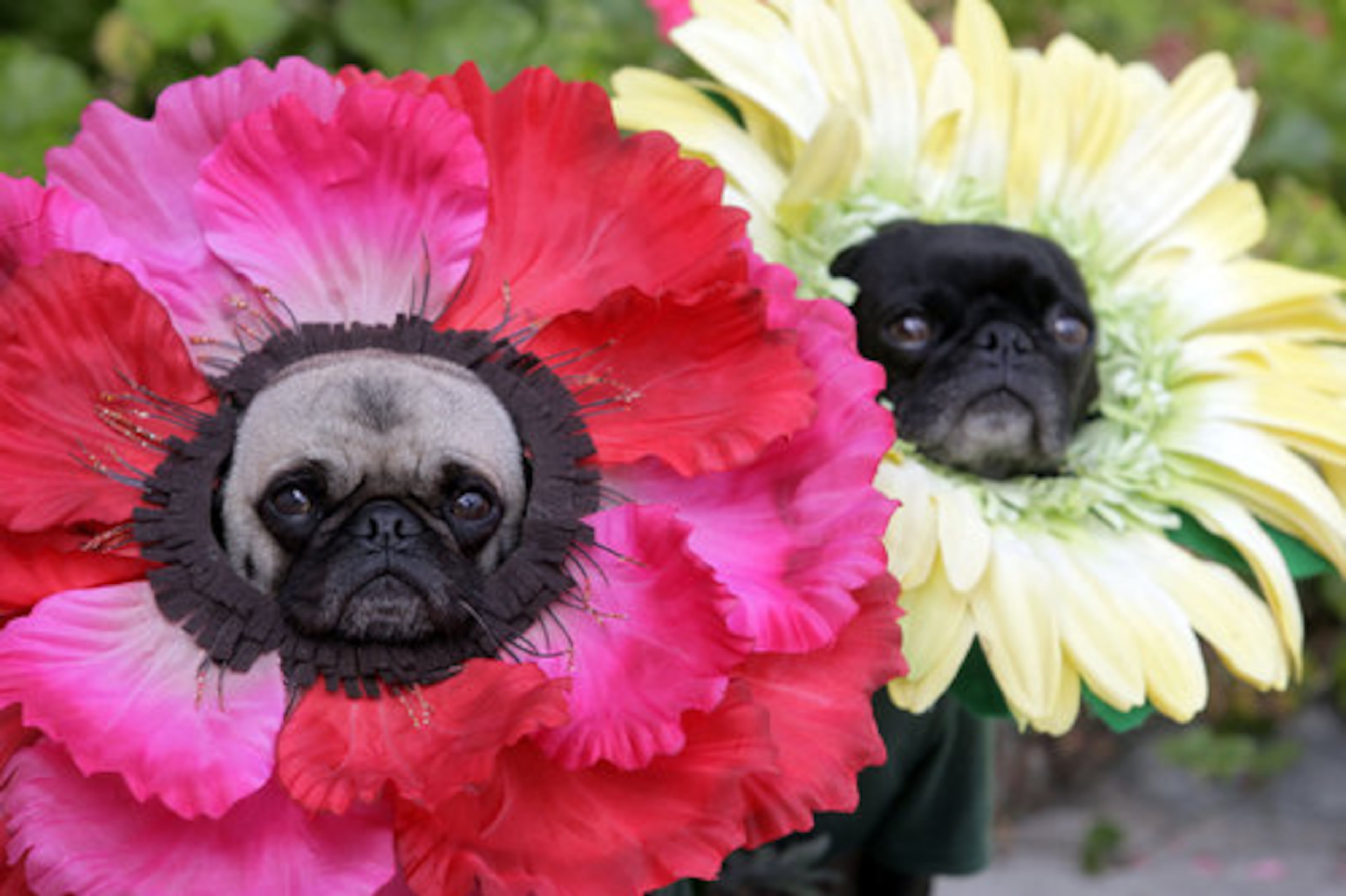 Petal power! Lisa Woodruff's pugs Mochi, left, and Olive are dressed in their Halloween costumes as flowers at their home in Huntington Beach, Calif. Pet owners can create homemade costumes that are creative and cost-effective. Here's some more ideas.