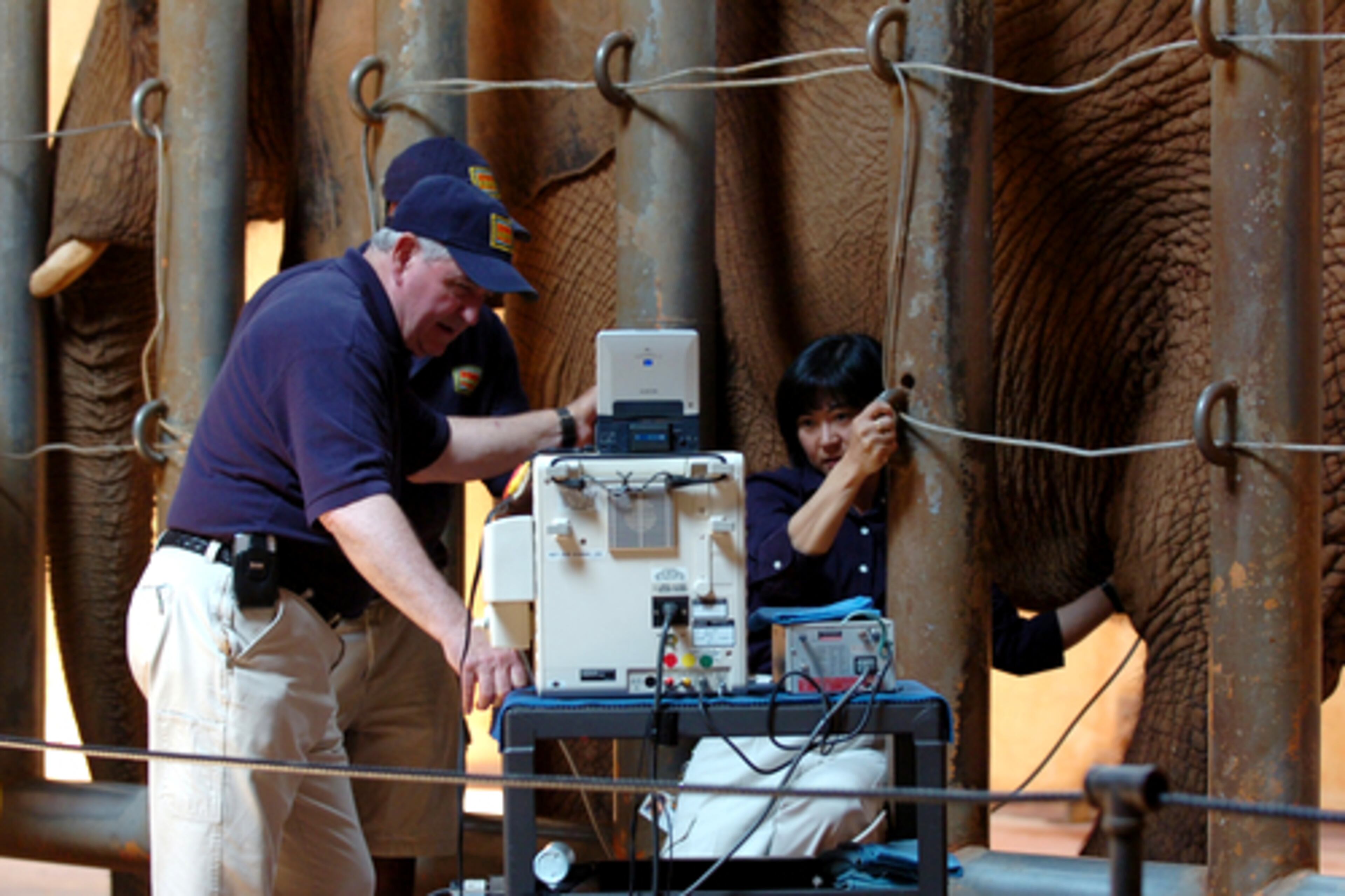 Dr. Maria Crane takes control of the ultrasound. It's not the first time the pair has examined an animal at the zoo. Just ask panda cub Mei Lan.