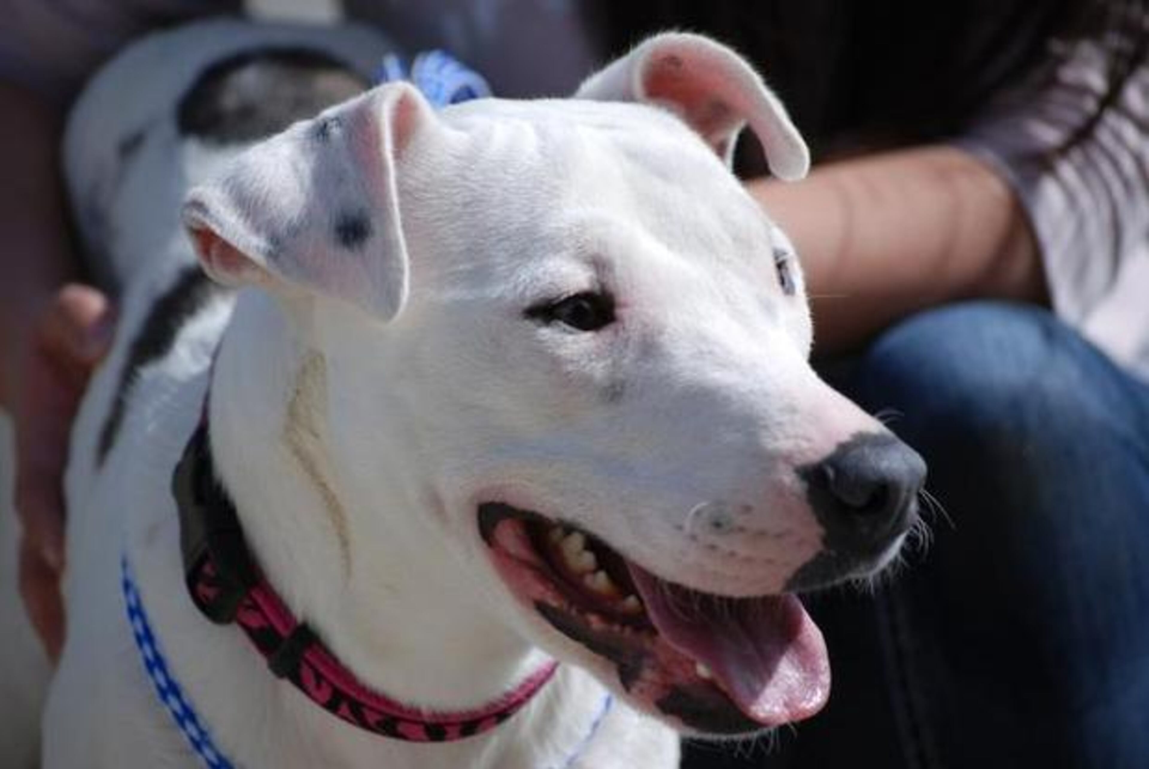 The news release says a driver hit the dog with a car -- and that person proceeded to strike the dog. The dog appeared to be hit with hammer in a mercy killing. (Photos courtesy of Washington State University News/Linda Weiford)