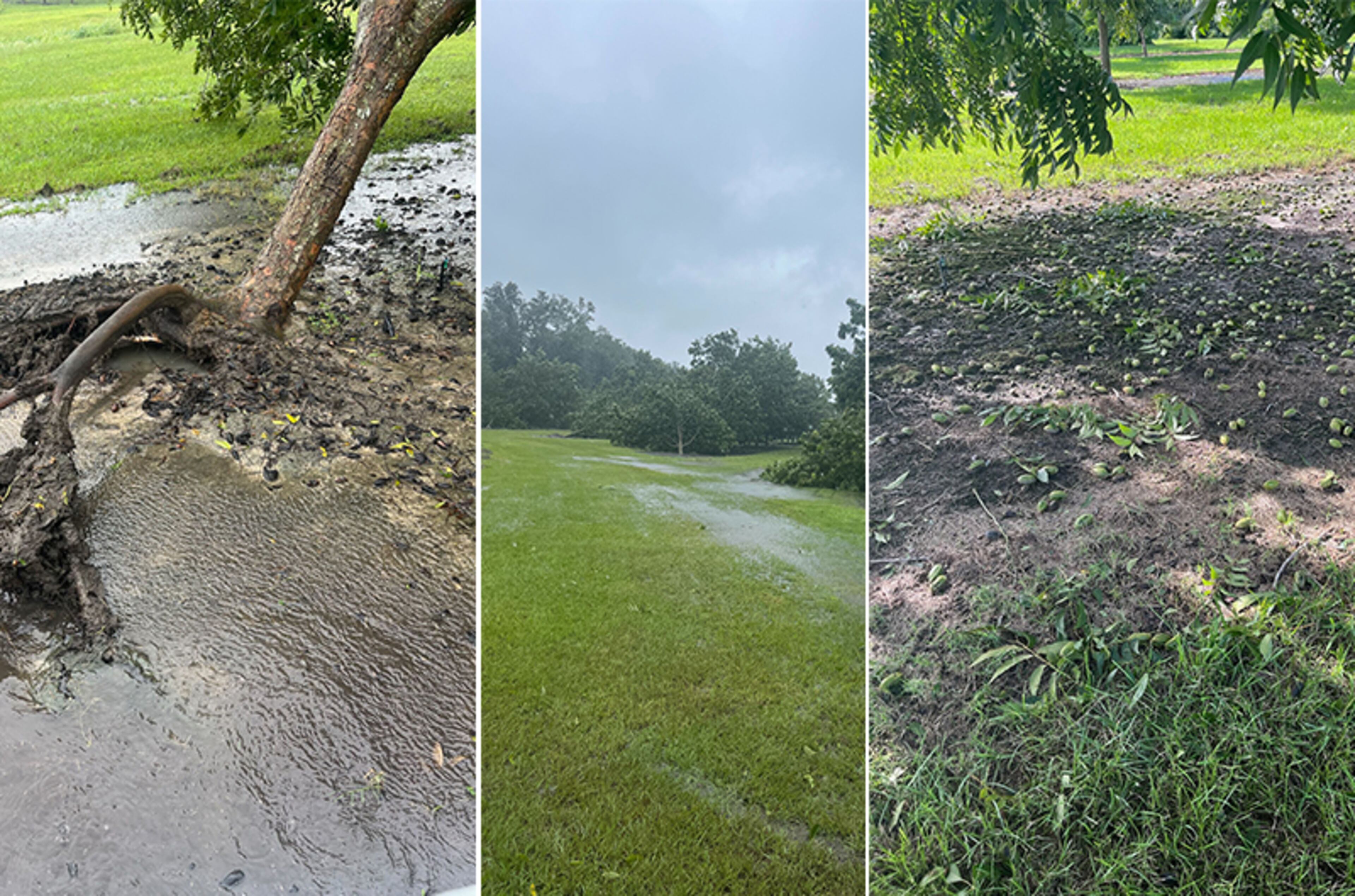 The pecan orchards on Vance Hiers’ farm in Dixie, Ga., located 15 minutes from the Georgia-Florida line sustained heavy damage in Hurricane Idalia. VANCE HIERS / SPECIAL TO AJC