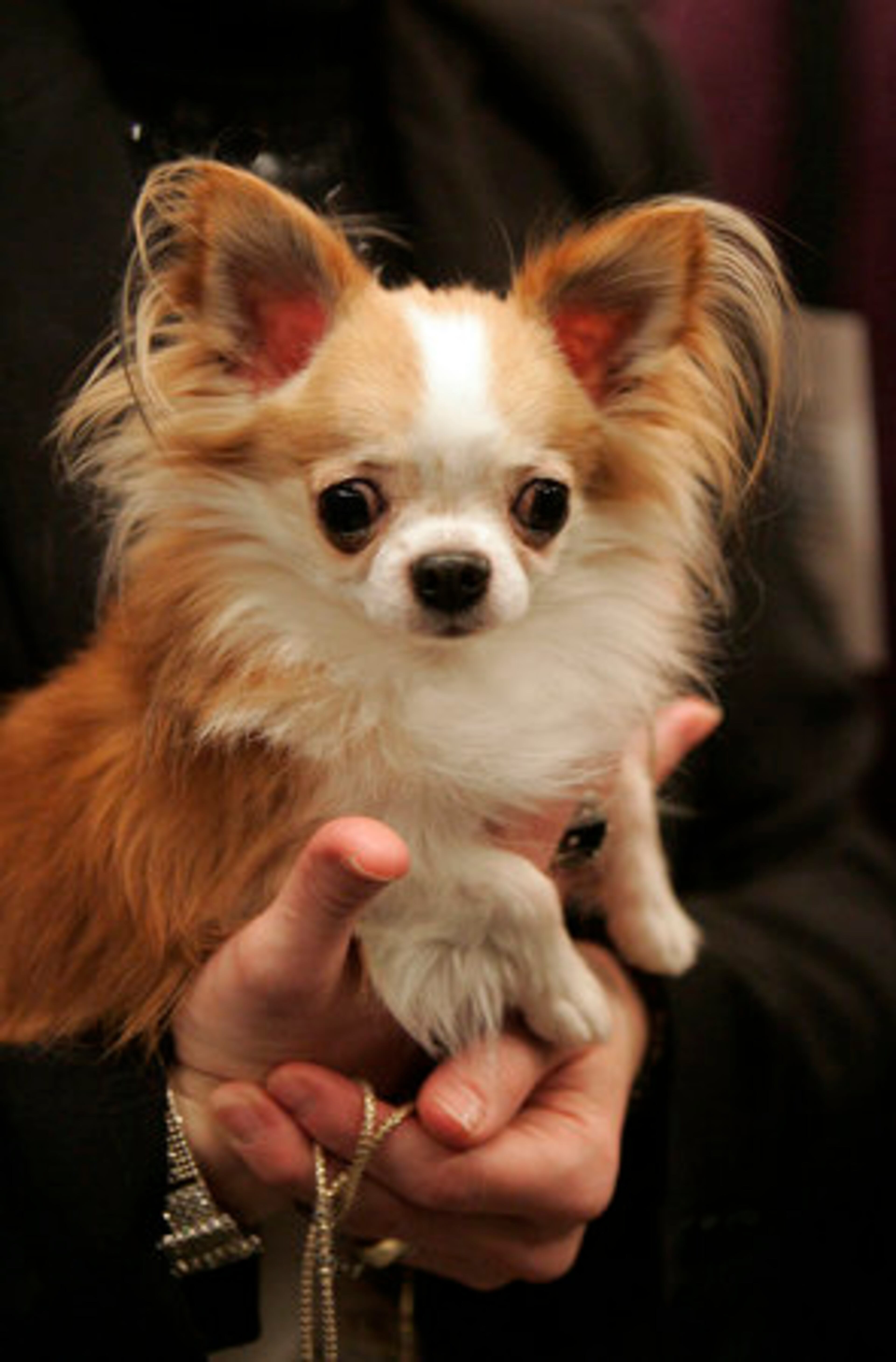 Gogo, a chihuahua, waits to be judged during the first day of the Westminster Dog Show Monday, Feb. 14, 2011 at Madison Square Garden in New York.