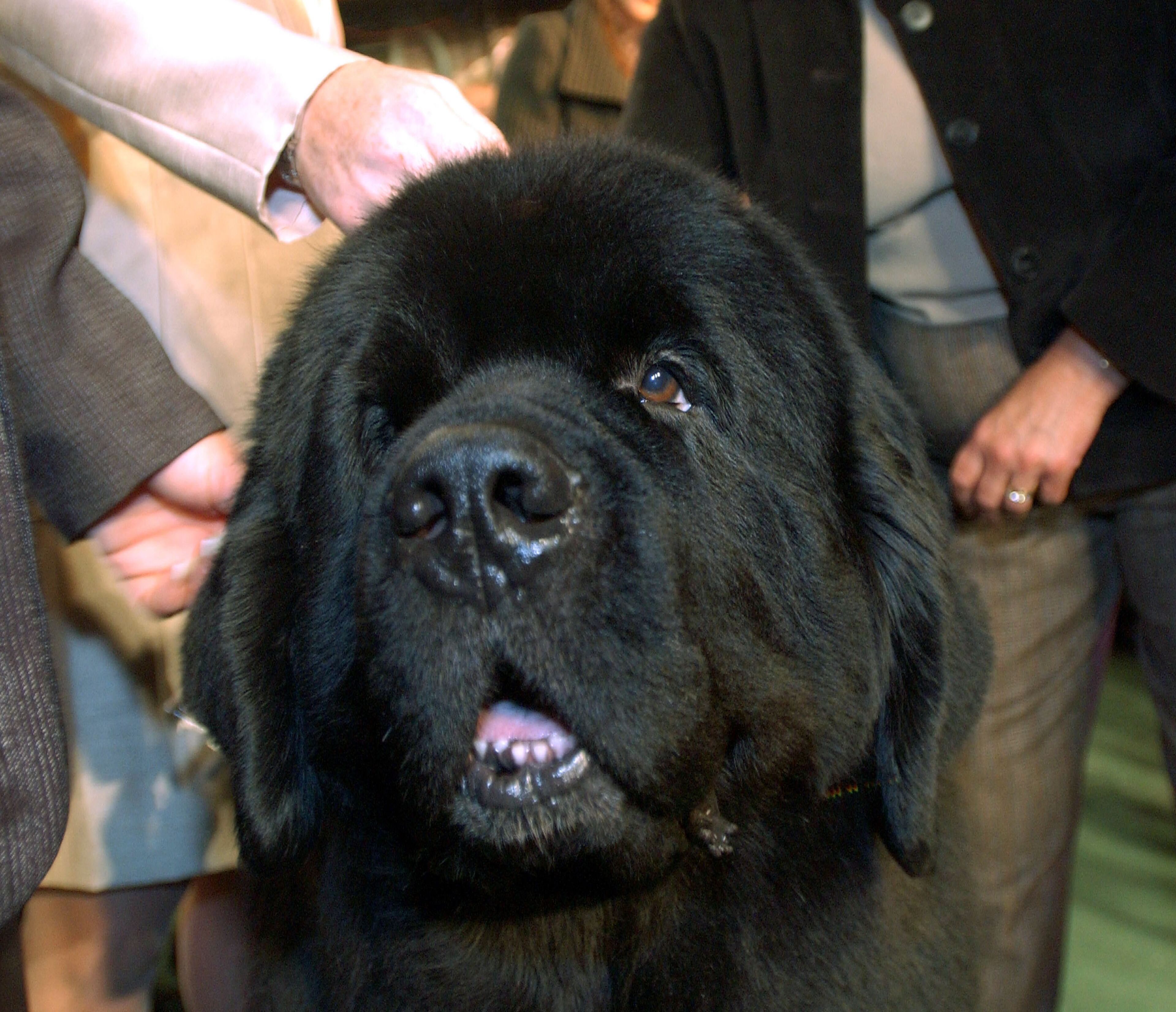 NEW YORK - FEBRUARY 10: Josh, a Newfoundland stands by his handler, Michelle Ostermiller, after Josh was named Best In Show at the Westminster Kennel Club dog show February 10, 2004 in New York City. The award capped two days of competition among more than 2,500 dogs. (Photo by Stephen Chernin/Getty Images)