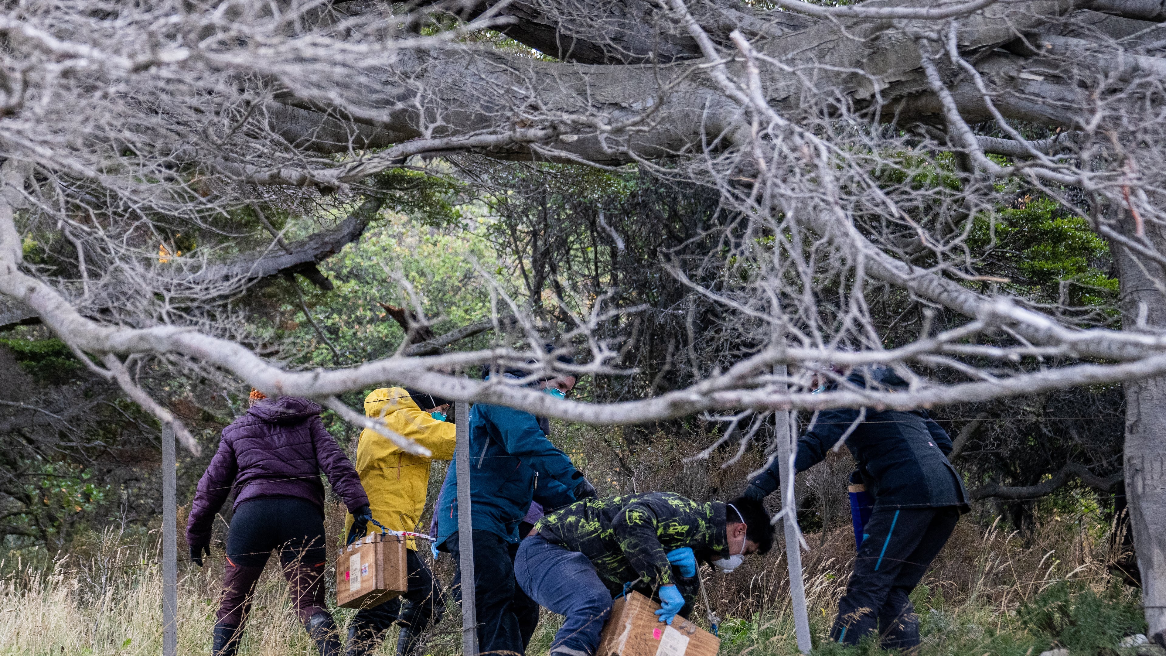 Argentine scientists collect traps placed at different points across Ushuaia, Argentina, Tuesday, May 19, 2026, as part of an investigation for the source of the hantavirus outbreak on the MV Hondius cruise ship. (AP Photo/Lujan Agusti)