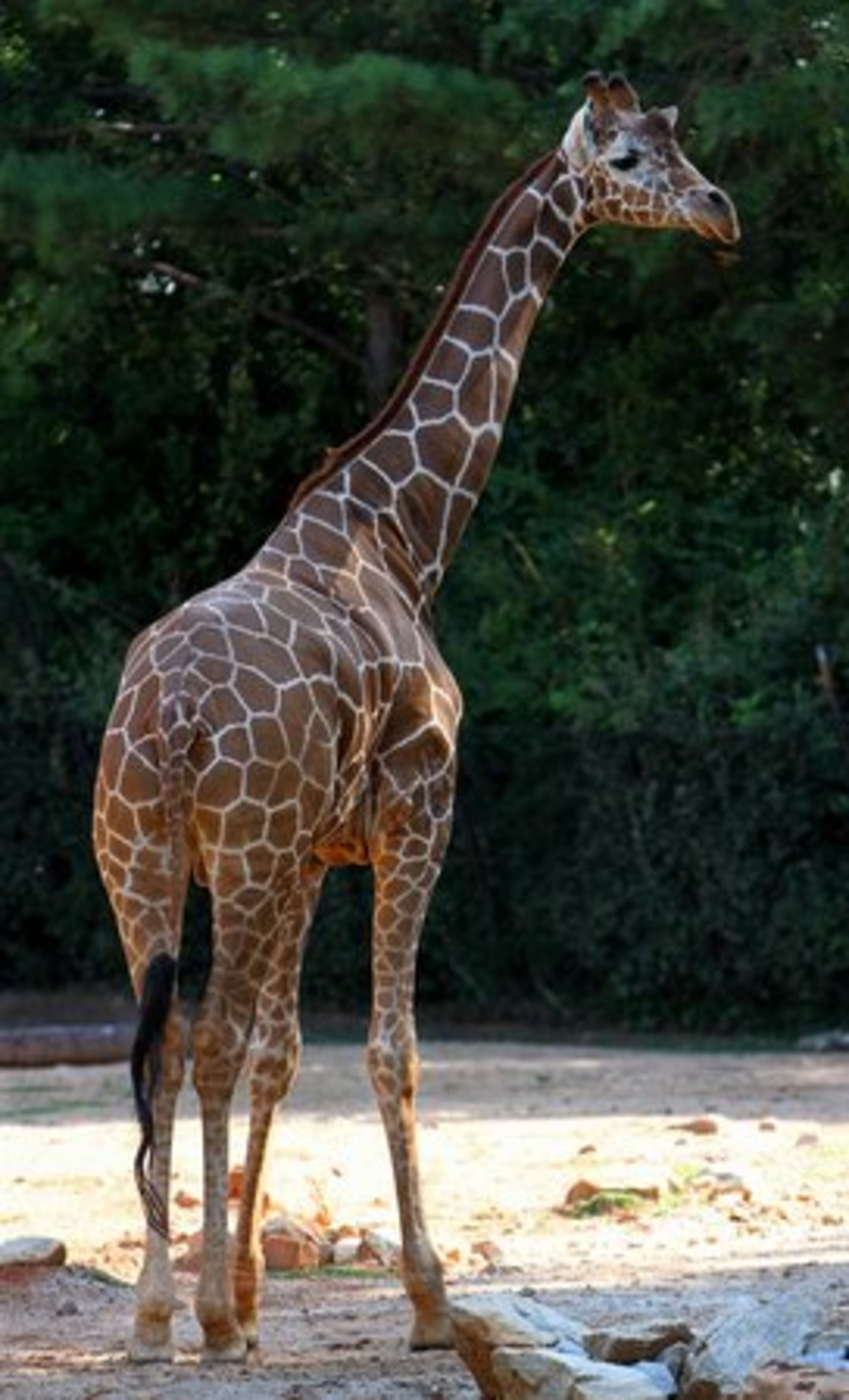 The females share their habitat with the calf's father, four-year-old Abu.
