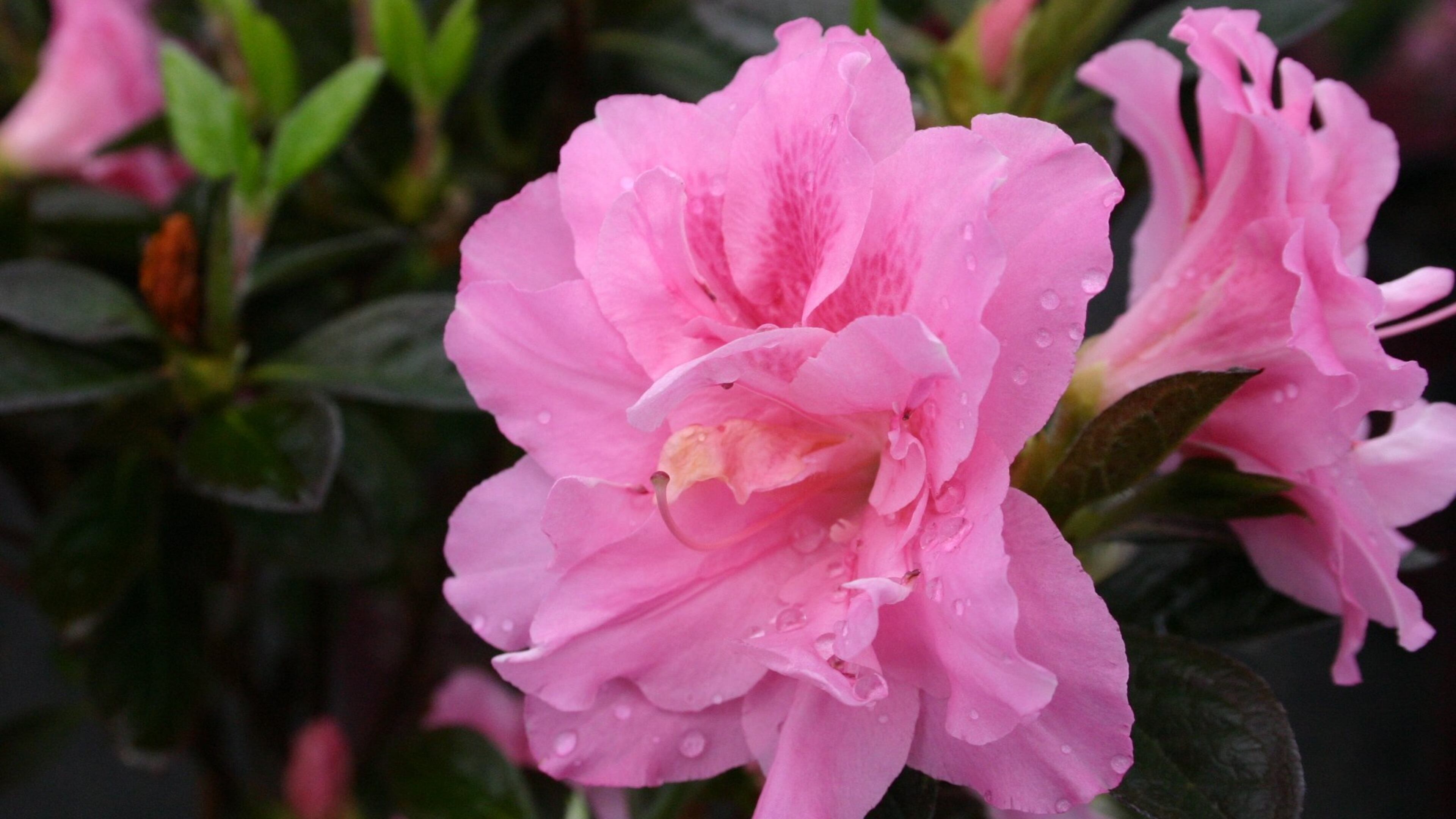 Reblooming azaleas can have flowers for most of the growing season. PHOTO CREDIT: Walter Reeves