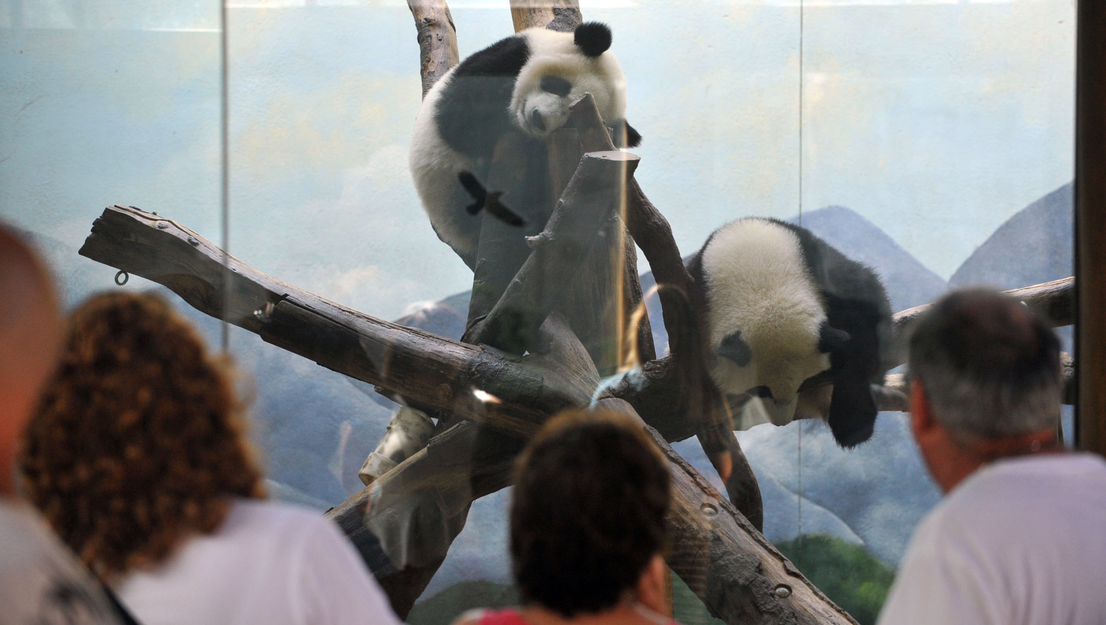 Giant panda twins Mei Lun (top) and Mei Huan rest in their enclosure at Zoo Atlanta, Wednesday, July 9, 2014. Born at 6:21 p.m. and 6:23 p.m. on the evening of July 15, 2013, Mei Lun and Mei Huan were the first giant pandas born in the U.S. in 2013 and are the only pair of surviving giant panda twins ever born in the U.S. The cubs are the fourth and fifth offspring of Lun Lun and Yang Yang; their older brothers, Mei Lan and Xi Lan, and older sister, Po, now reside at China's Chengdu Research Base of Giant Panda Breeding. KDJOHNSON/KDJOHNSON@AJC.COM