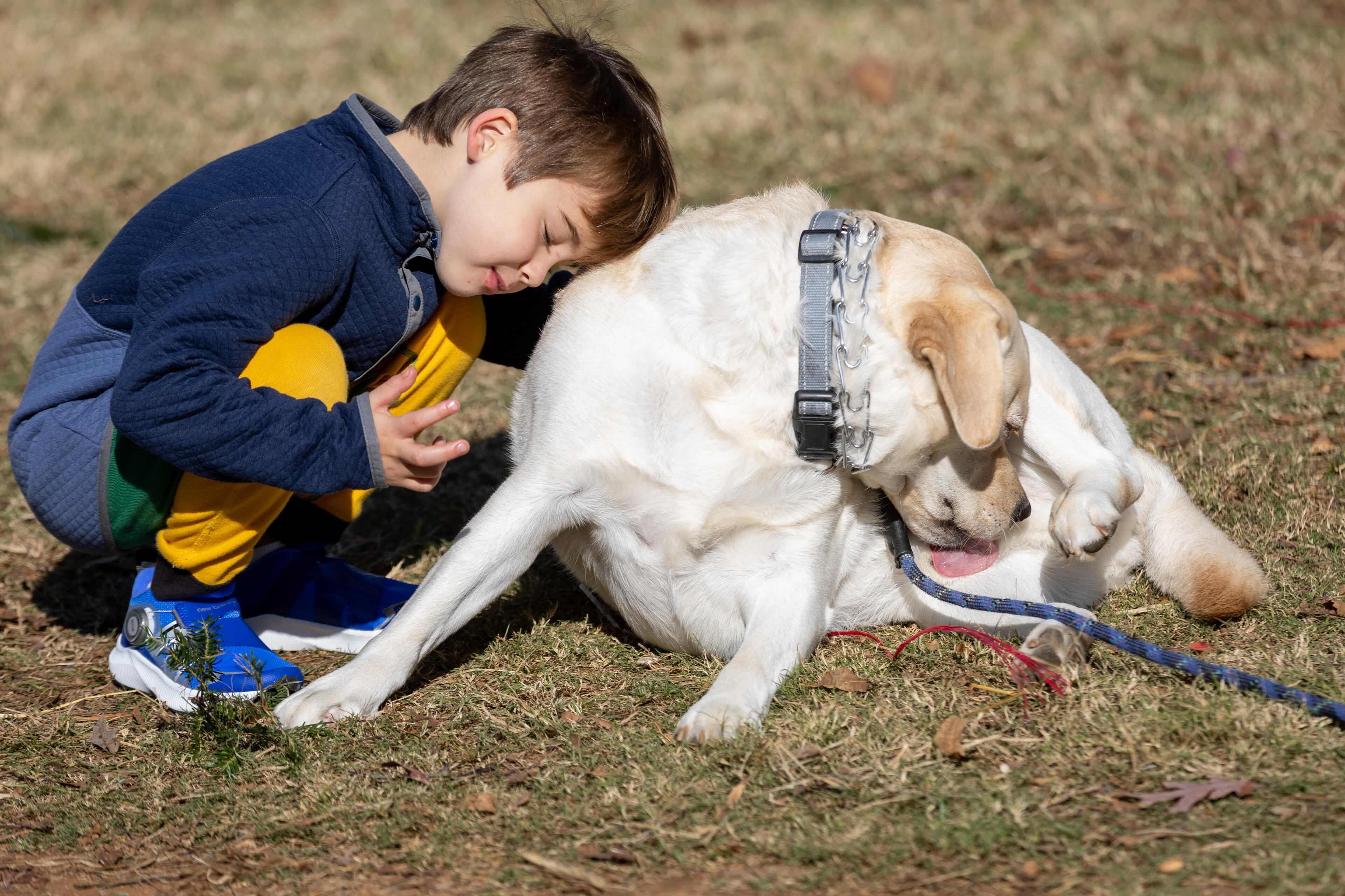 Thomas Bazzel, 5, hangs out with his dog Wally while his family looks for a Christmas tree at the Trees For Tuition lot in Virginia Highland on Saturday, Nov. 25, 2023. (Steve Schaefer/steve.schaefer@ajc.com)