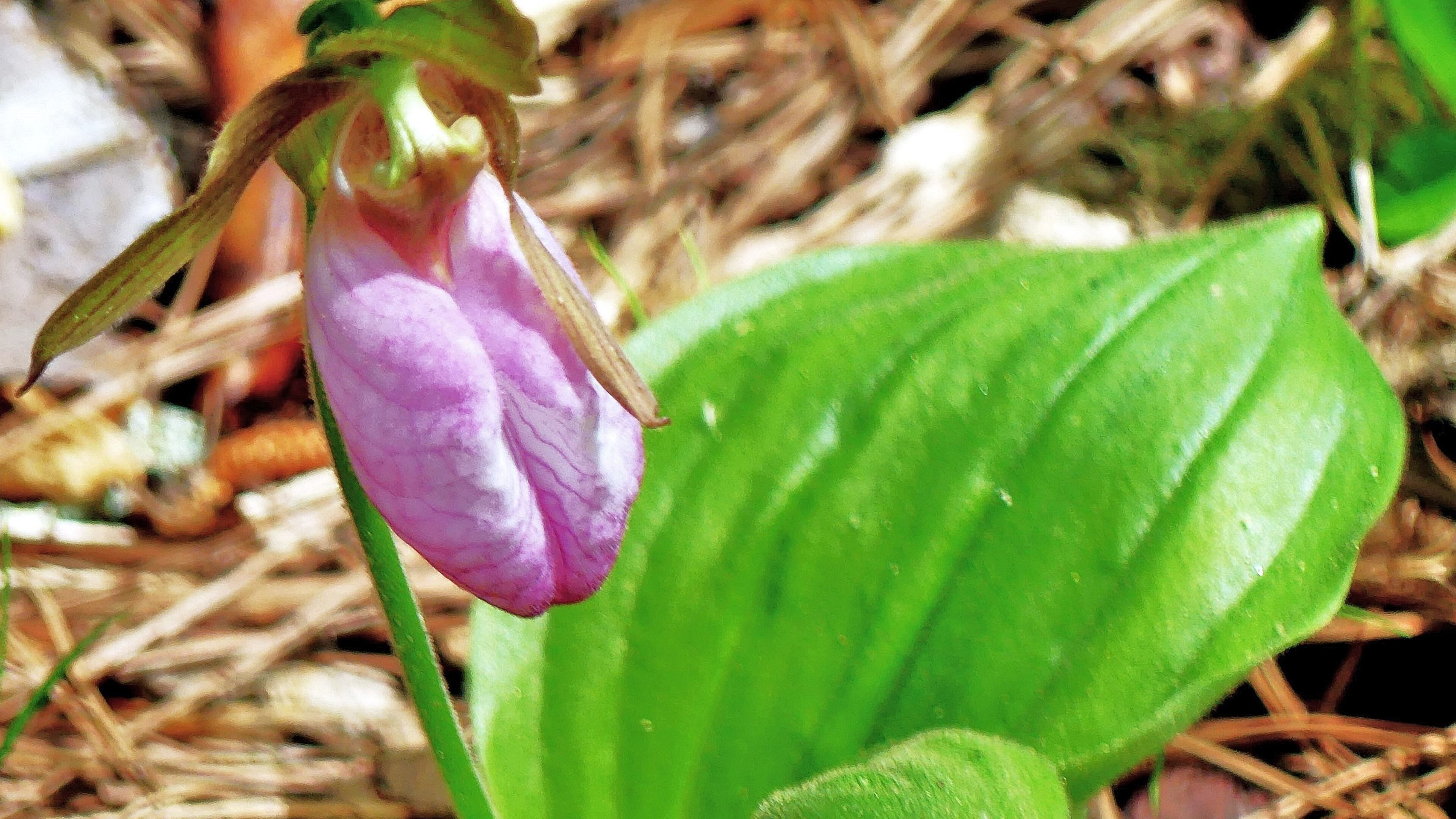 The pink lady slipper is listed among the 103 plant species protected in Georgia by the provisions of the Georgia Wildflower Preservation Act of 1973. (Charles Seabrook for The Atlanta Journal-Constitution)