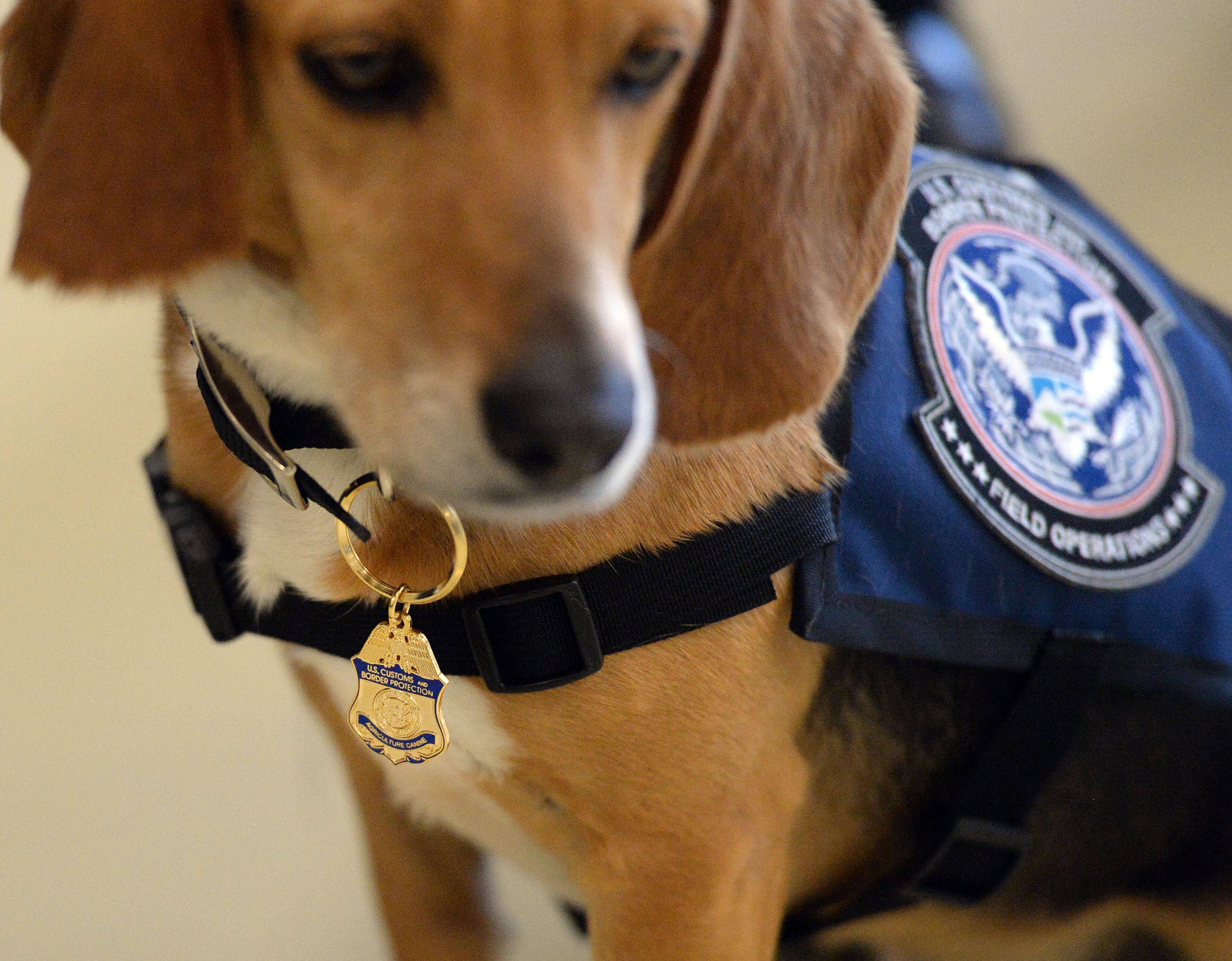Murray at the National Detector Dog Training Center in Newnan on March 16, 2017. KENT D. JOHNSON/AJC