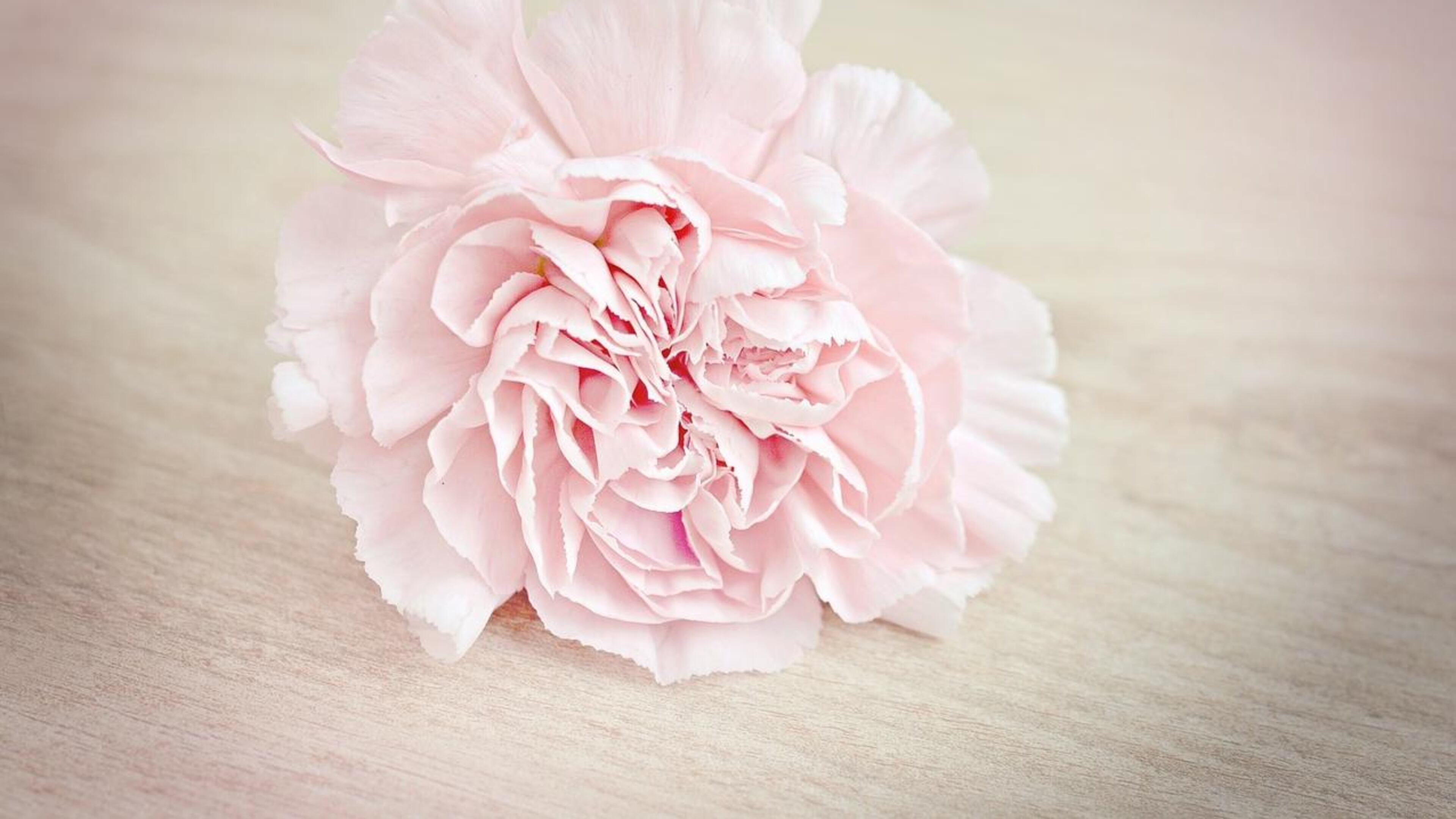 Ted Richardson takes carnations when he visits the grave of his wife, Florence.