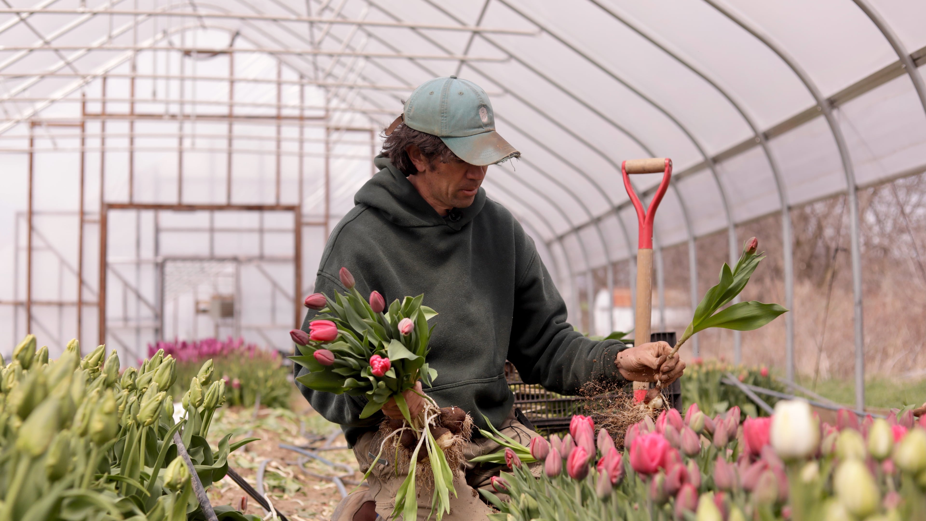 Gregory Witscher, owner of Understory Farm, harvests tulips, Monday, April 20, 2026, in Bridport, Vt. (AP Photo/Amanda Swinhart)
