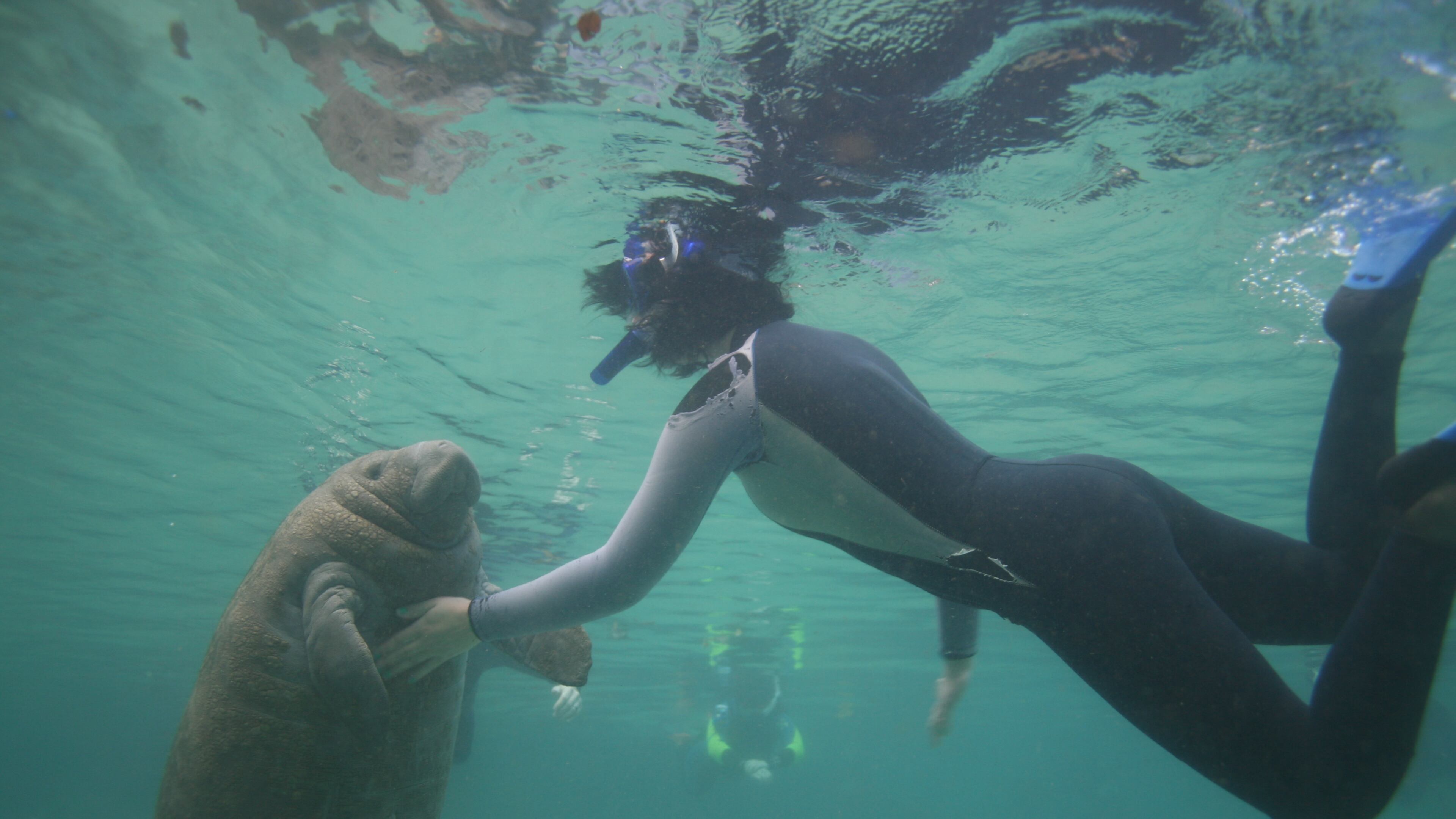 Shake hands with a sea cow during a “swim with the manatees” excursion on the Crystal River. credit: Plantation on Crystal River.